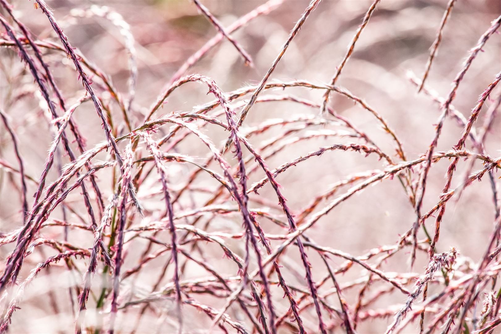 Pflanzen für Dich Травы Miscanthus sinensis Flamingo, 1 St., Chinaschilf, Silberfedergras, rosa Blütenrispen, herbstfärbung