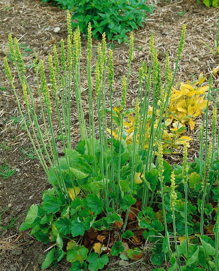 Pflanzen für Dich Staude Heuchera cylindrica Greenfinch, 1 St., Alpenveilchenwurzel, Purpurglöckchen