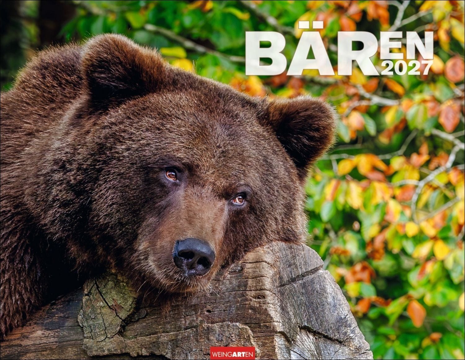 Tierkalender Bären Kalender 2027