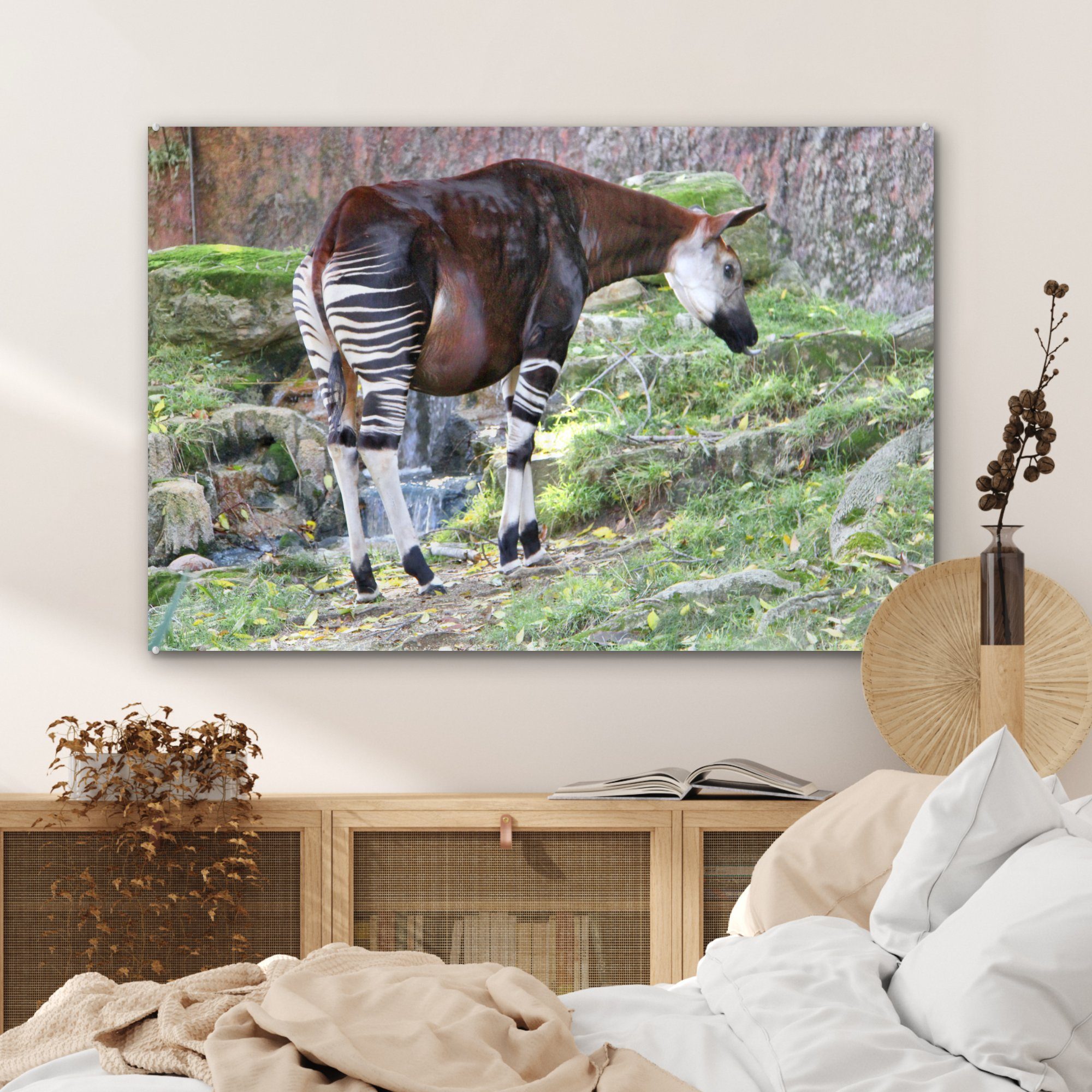 MuchoWow Acrylglasbild Okapi in freier Wohnzimmer St), Acrylglasbilder (1 Wildbahn, & Schlafzimmer