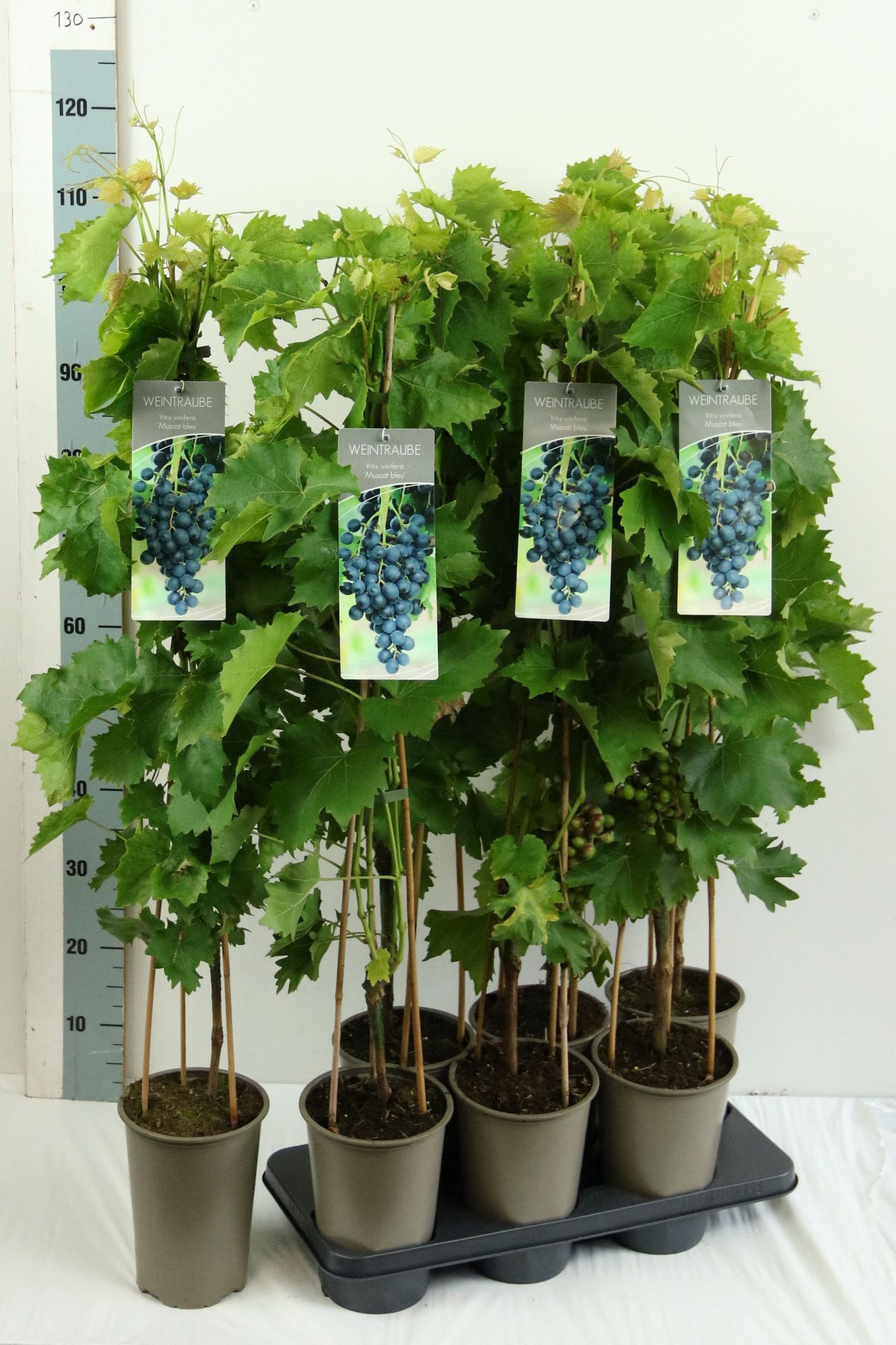 Pflanzen für Dich Obstpflanze Vitis vinifera Muscat bleu, 1 St., Muscat bleu, Weinrebe, blaue Trauben, pilzresistent