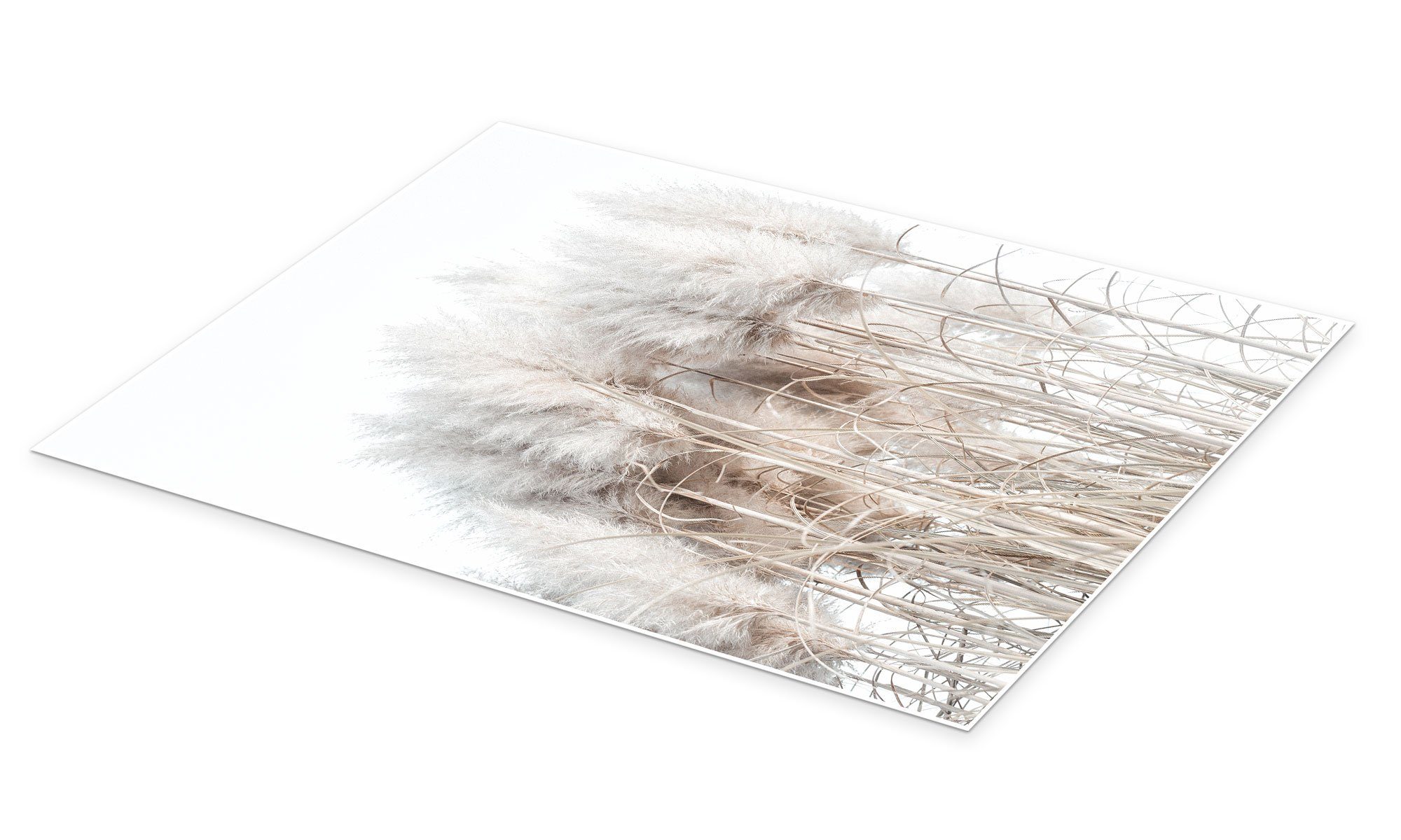 Posterlounge Wandbild Pampasgras I, Magda Izzard, günstig online kaufen