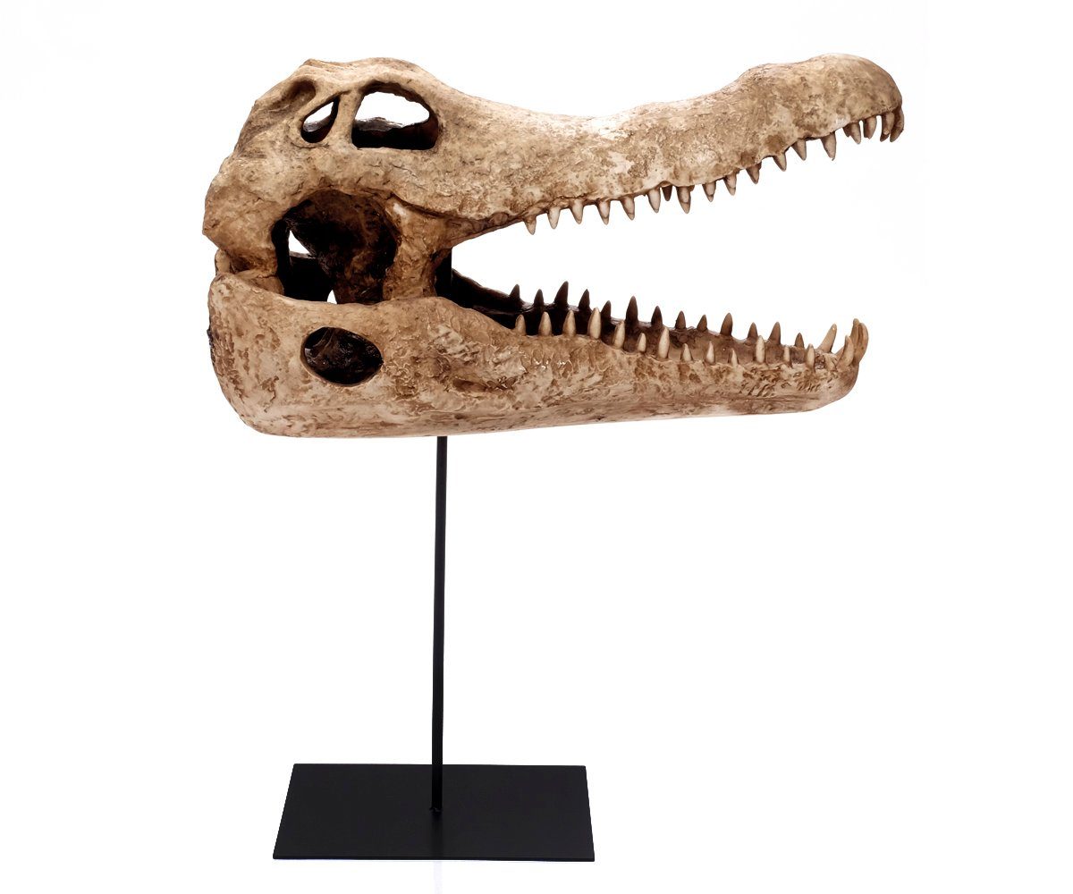 Deko Schädel Dinosaurier Tier-Kopf Skulptur Reptil Krokodil Brillibrum Schädel Skelett