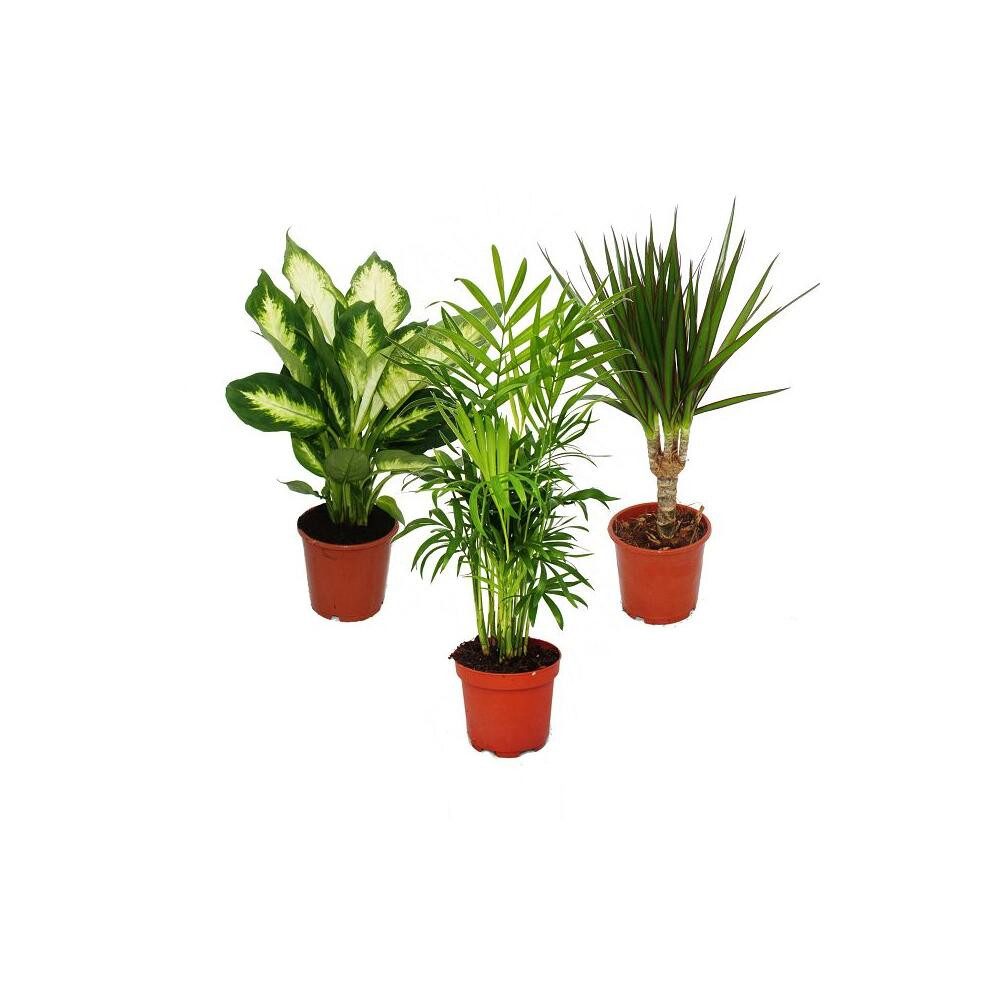 Exotenherz Zimmerpflanze Zimmerpflanzen-Mix II 3er Set Dieffenbachia-Chamaedorea-Dracena