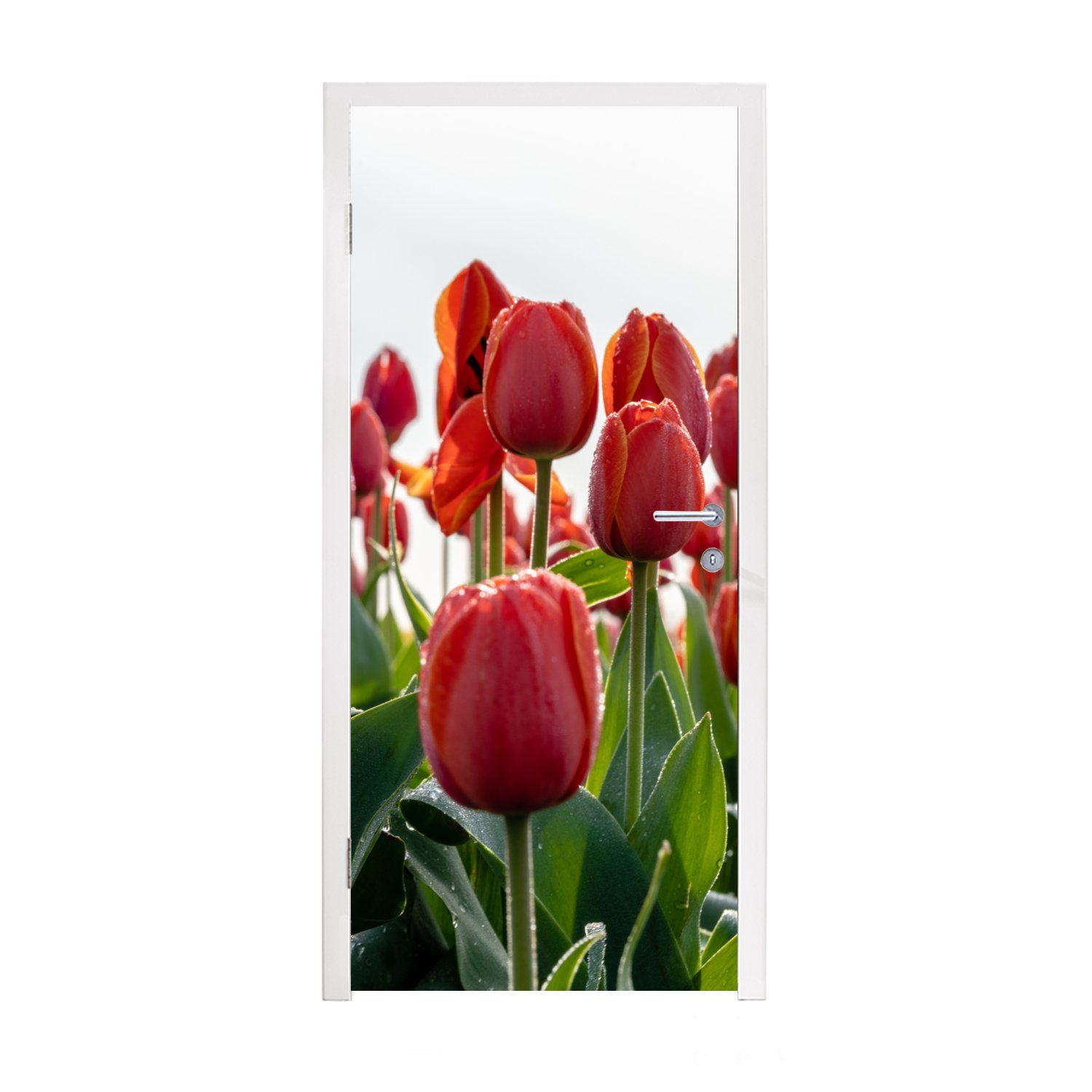 mit MuchoWow Tür, Gebiet bedruckt, roten 75x205 Türtapete Fototapete den St), in für Türaufkleber, Matt, cm (1 Tulpen Niederlanden, Ein
