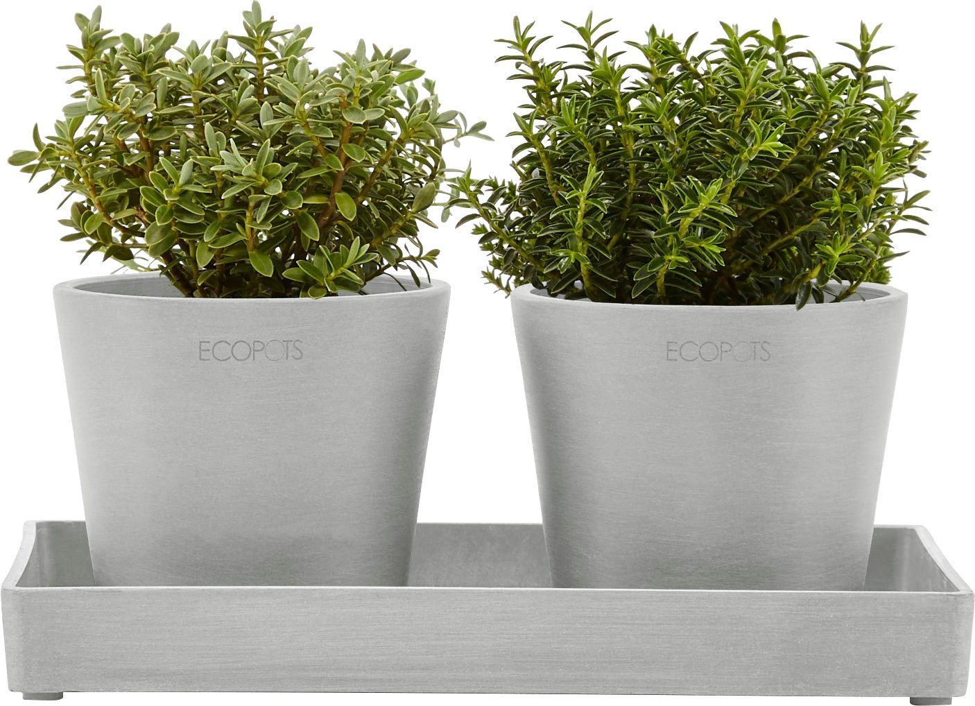 Ecopots DISPLAY PLATTER, ECOPOTS BxTxH: Amsterdam, Blumentopfuntersetzer für 15x15x2,5 cm