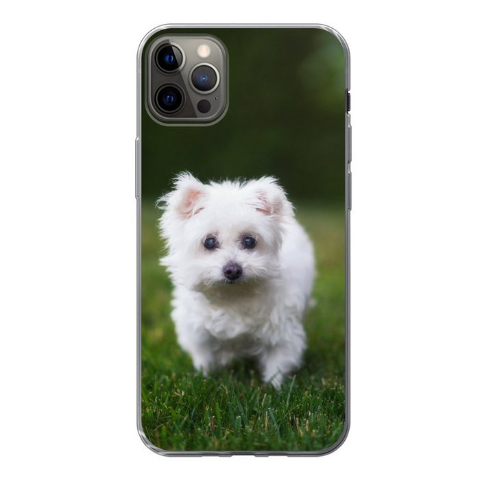 MuchoWow Handyhülle Malteser Hund auf einer Wiese Handyhülle Apple iPhone 12 Pro Max Smartphone-Bumper Print Handy
