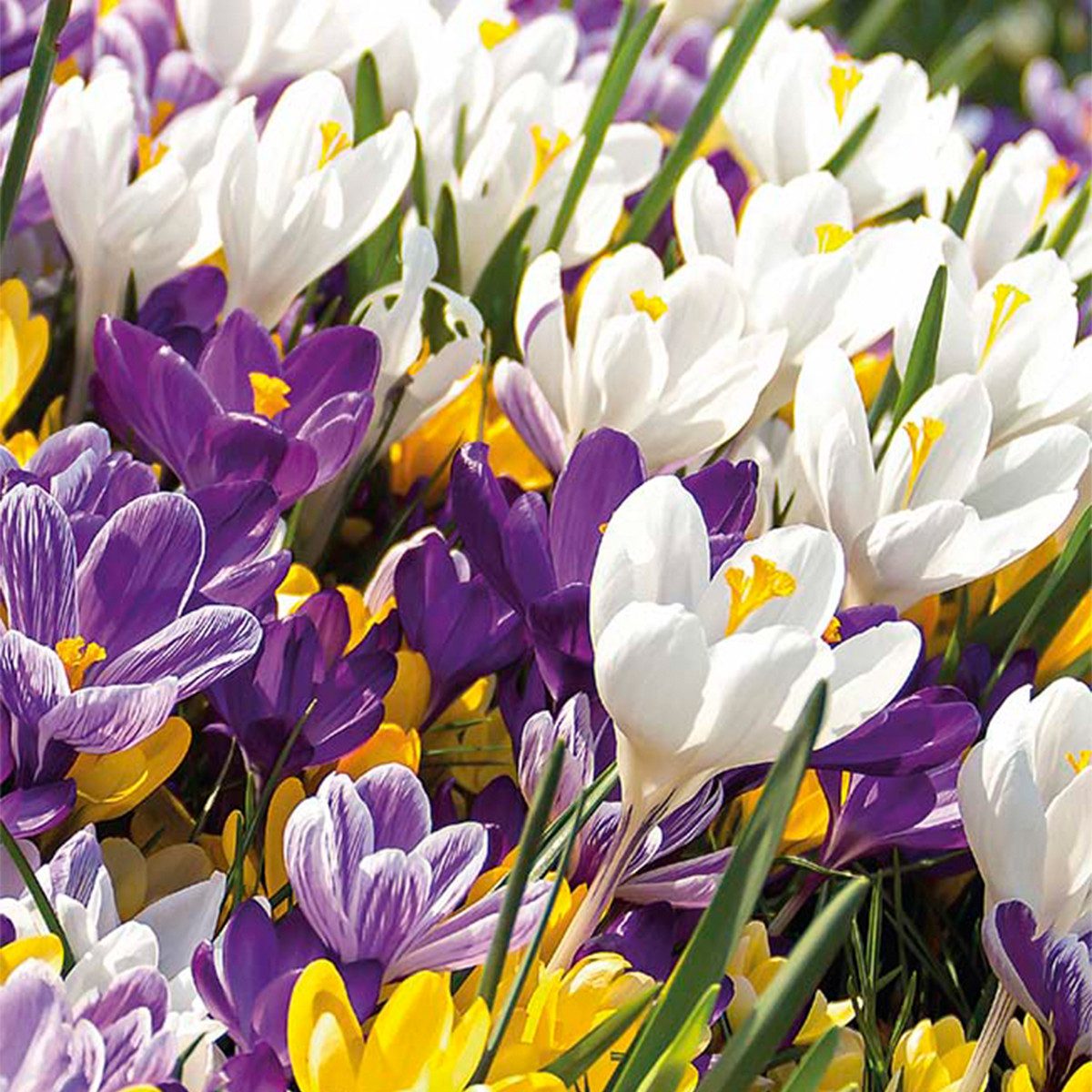 Bloomique Blumenzwiebeln Bloomique - Mischung aus 40 - Krokusse - Krokusse - Farbmischung - Blu, (40-St)