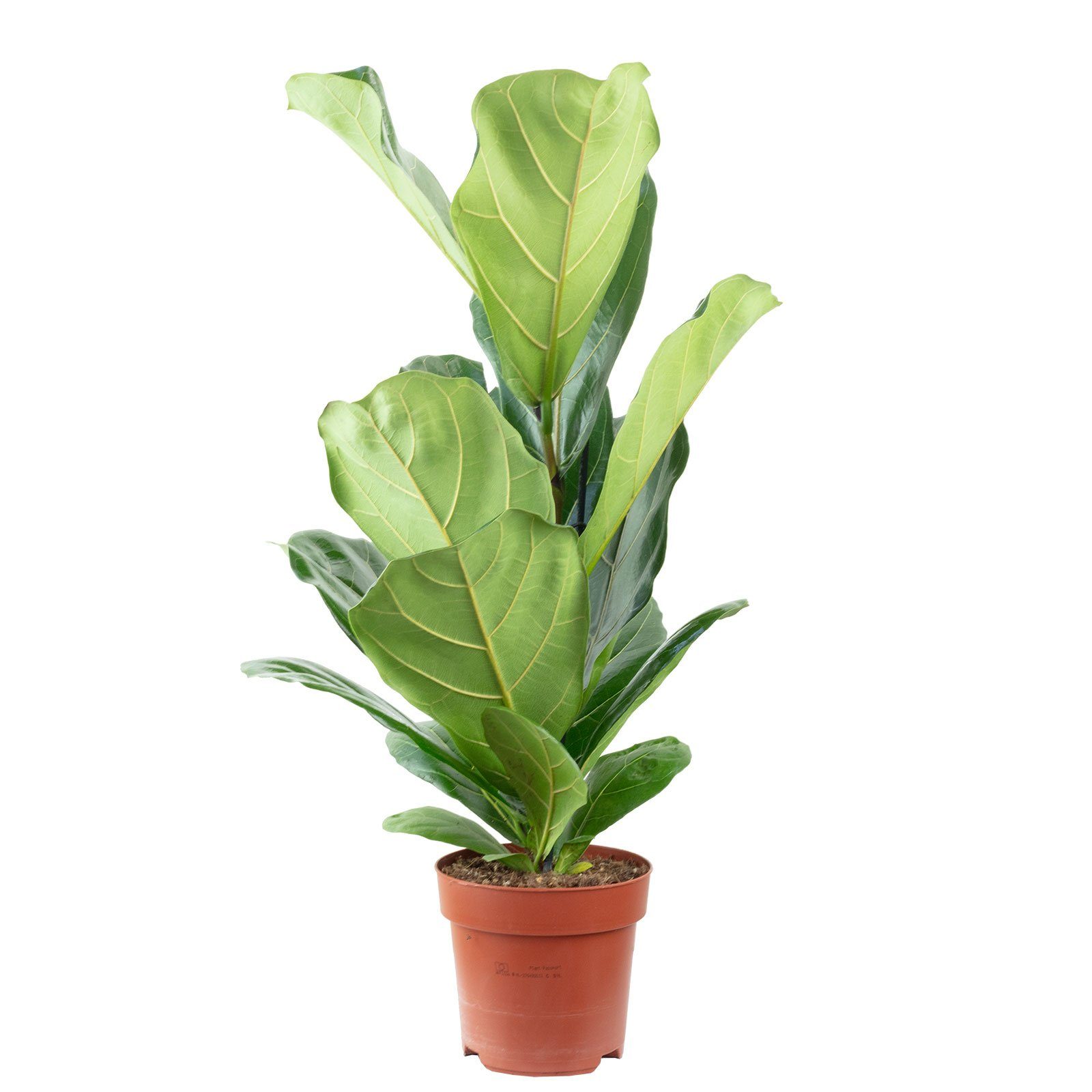 Flowerbox Zimmerpflanze Geigenfeige - Ficus Lyrata, - Höhe ca. 65 cm, Topf-Ø 17 cm. € 39,69