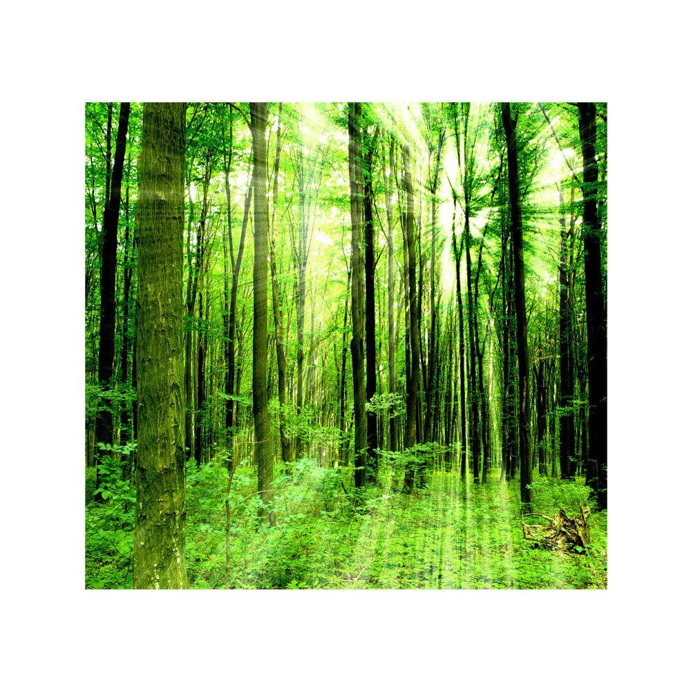 liwwing Fototapete Ruhe Bäume no. Wald liwwing Sonnenstrahlen Fototapete grün Wald 61,