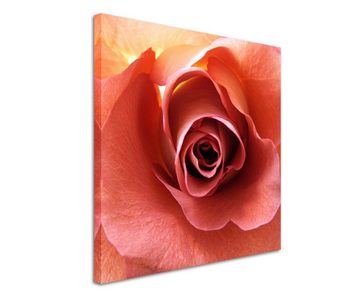 Sinus Art Leinwandbild Naturfotografie – Lachsfarbene romantische Rose auf Leinwand