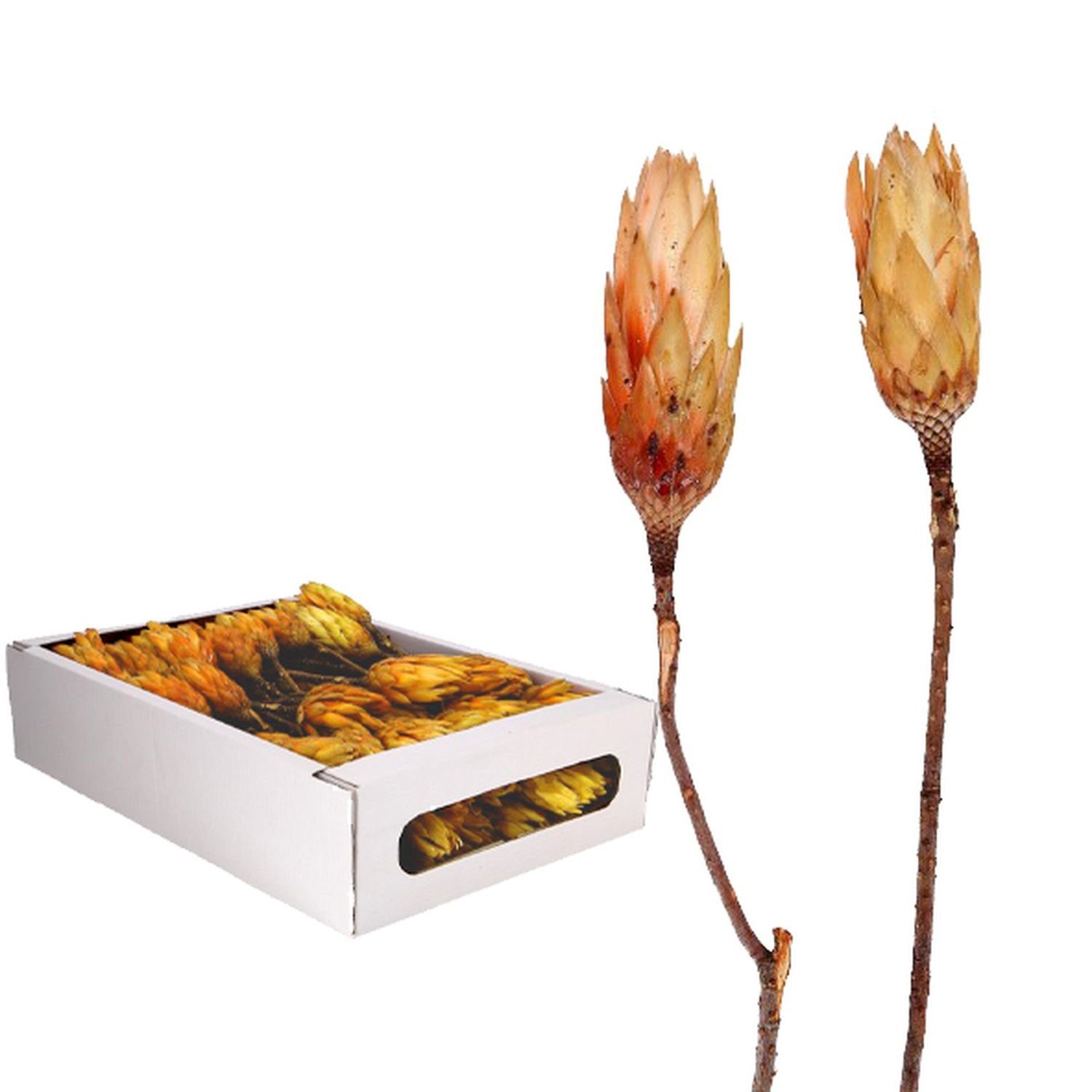 Trockenblume Protea Repens - - 100 creme, Vosteen groß Stück 