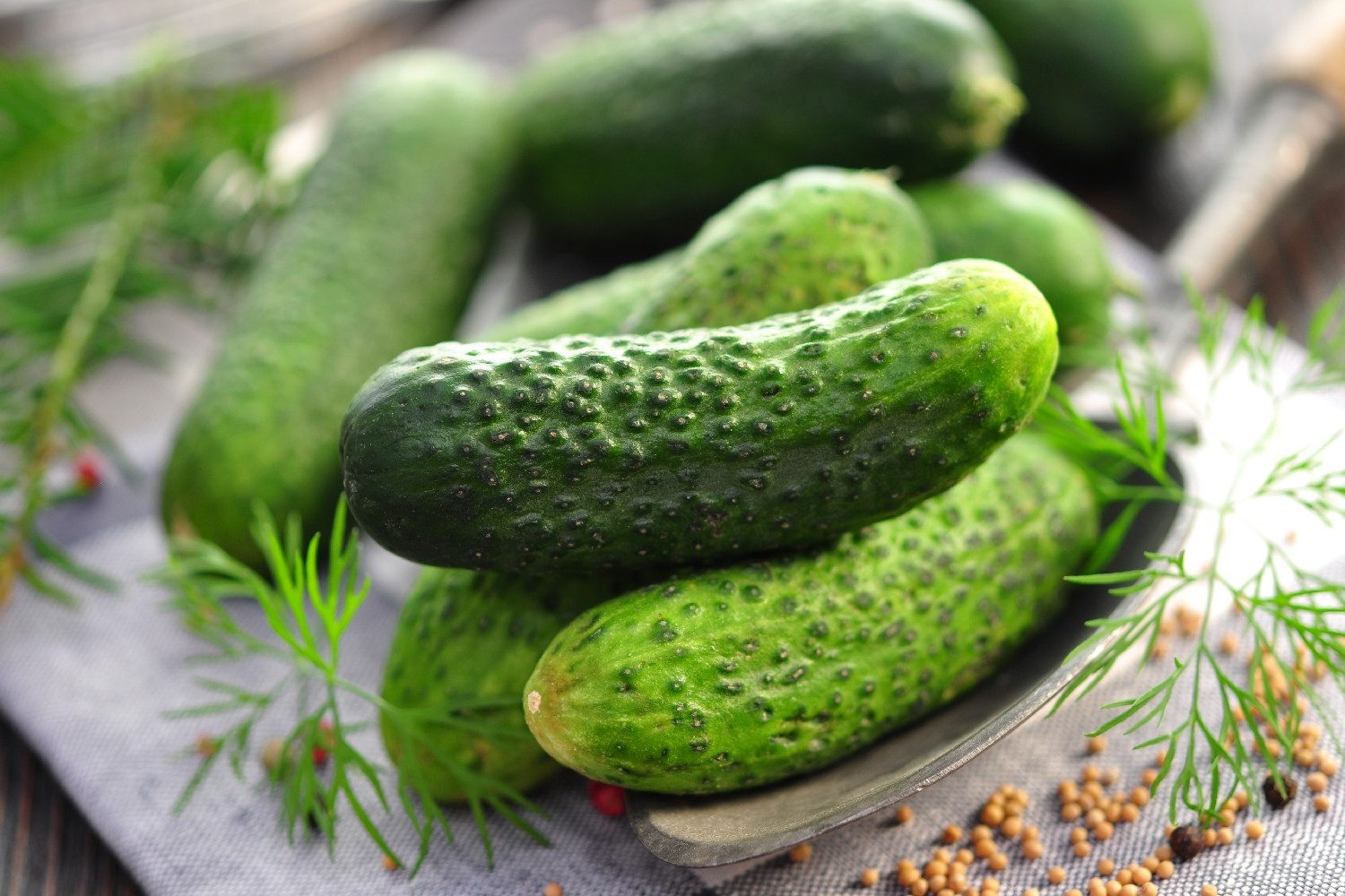 SAFLAX Gemüsesamen SAFLAX - Samen und Substrat - BIO - Gurke - Vorgebirgstraube