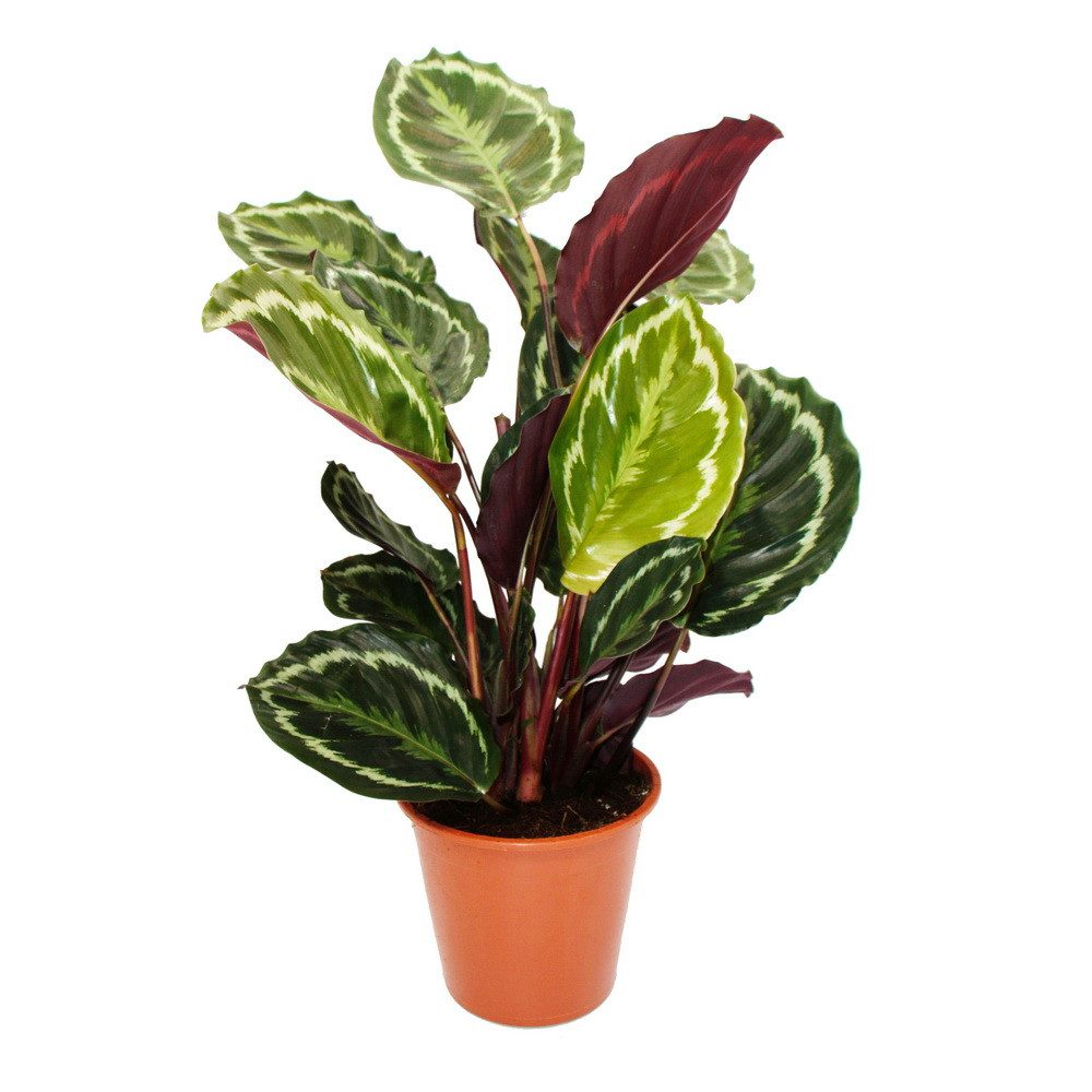 Exotenherz Zimmerpflanze XXL-SchattenpflanzeCalathea roseapicta Medaillon 19cm Topf ca. 70-80cm