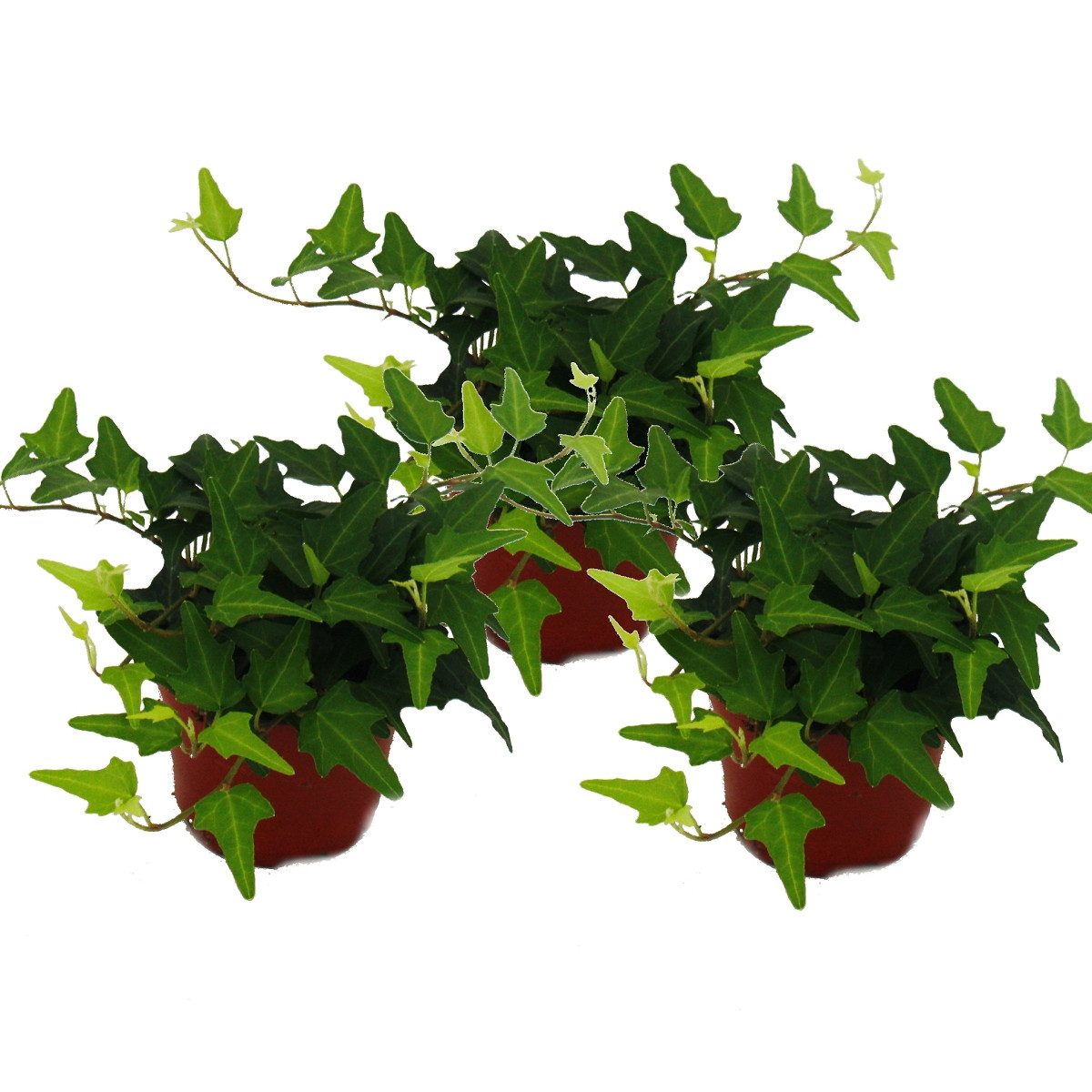 Exotenherz Zimmerpflanze 3er Set Hedera helix grünlaubig 9cm Topf günstig online kaufen