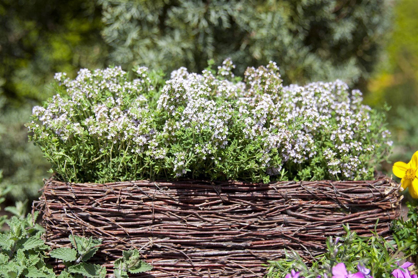 Pflanzen für Dich Staude Thymus vulgaris 'Compactus', 1 St., Thymian, Gartenthymian – Bild 2 von 3