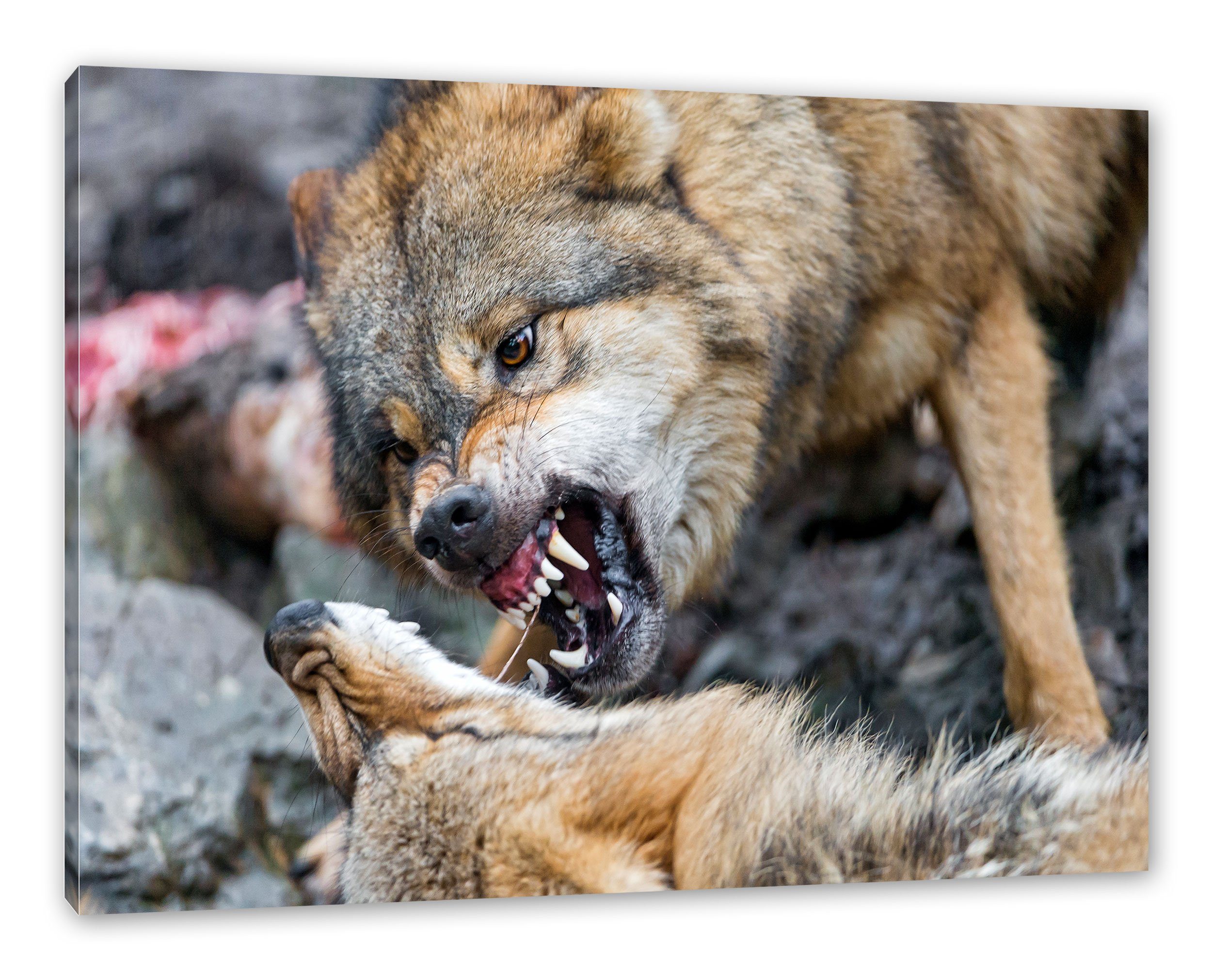 Pixxprint Leinwandbild kämpfende Wölfe, kämpfende Wölfe (1 St), Leinwandbild fertig bespannt, inkl. Zackenaufhänger