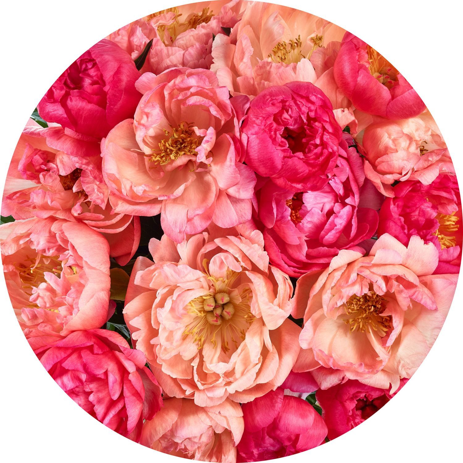 Sanders & Sanders Wandtattoo Blumen