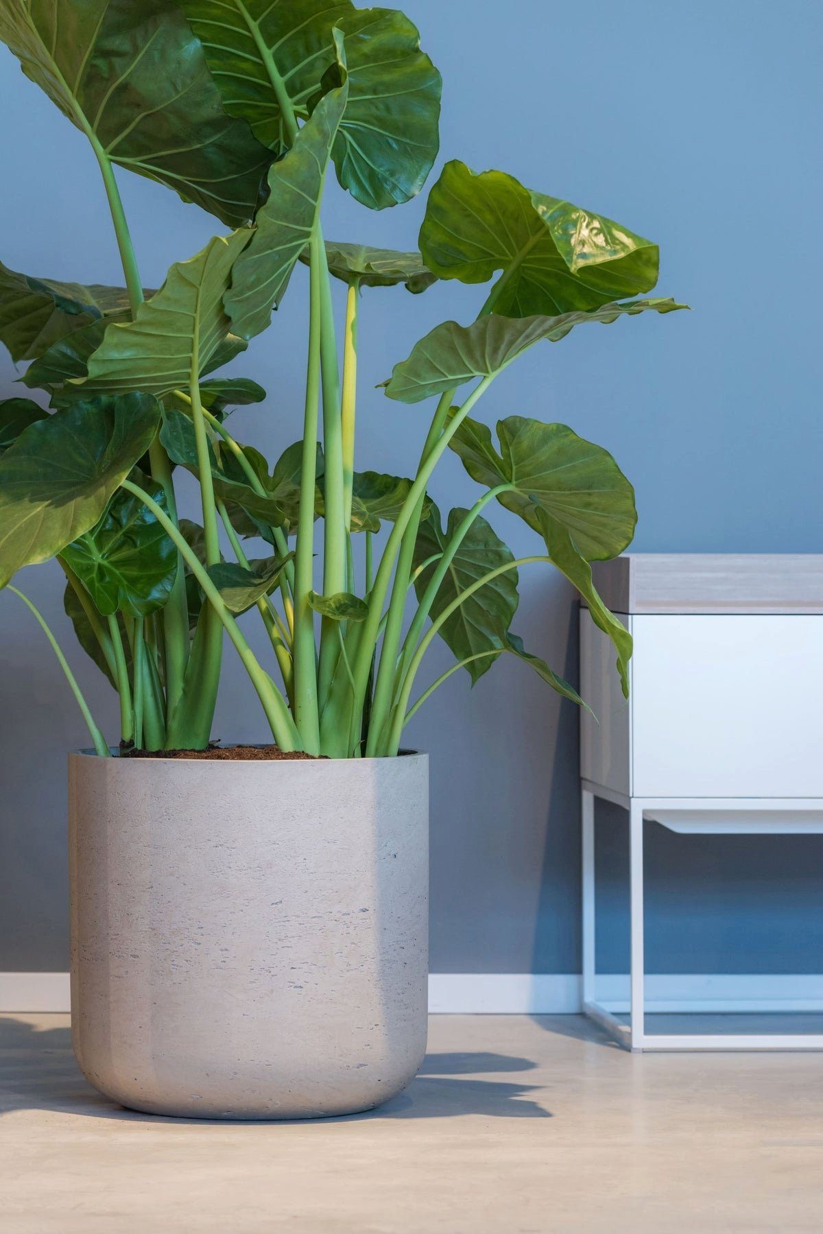 finestgreen Pflanzkübel Handgefertigtes Pflanzgefäß Charlie günstig online kaufen