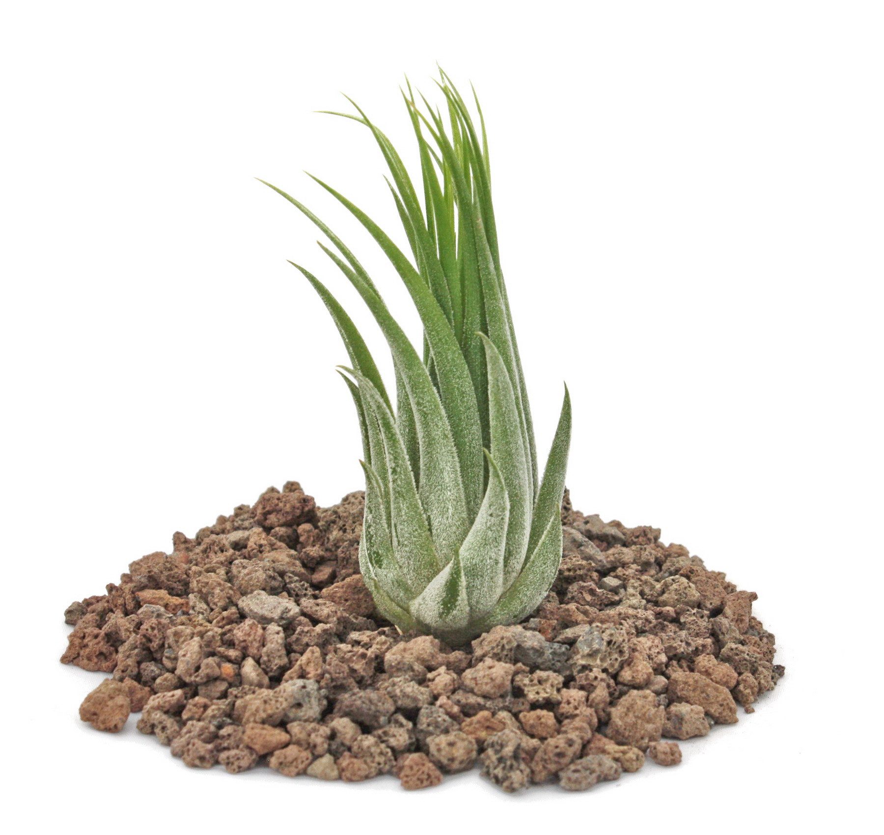 Exotenherz Zimmerpflanze Tillandsia scarposa - lose Pflanze günstig online kaufen