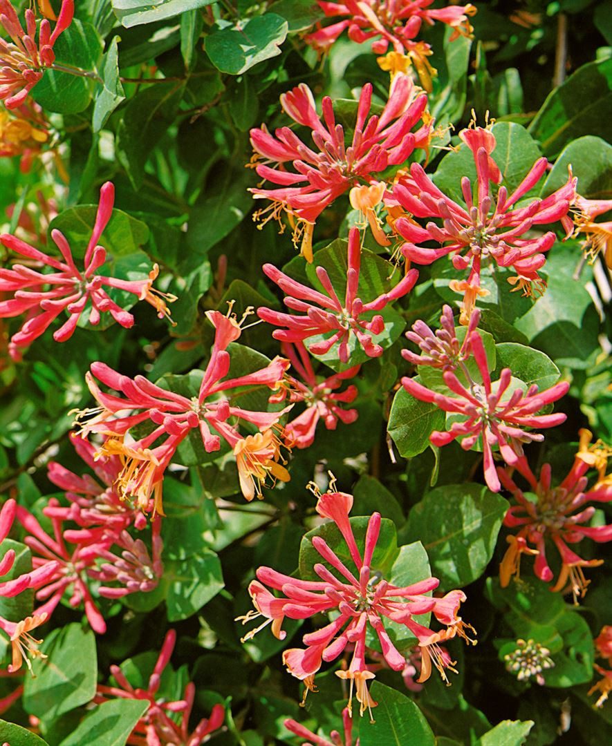 Pflanzen für Dich Kletterpflanze Lonicera periclymenum, 1 St., Waldgeißblatt, Jelängerjelieber, Echtes Geißblatt, duftend, kletterpflanze