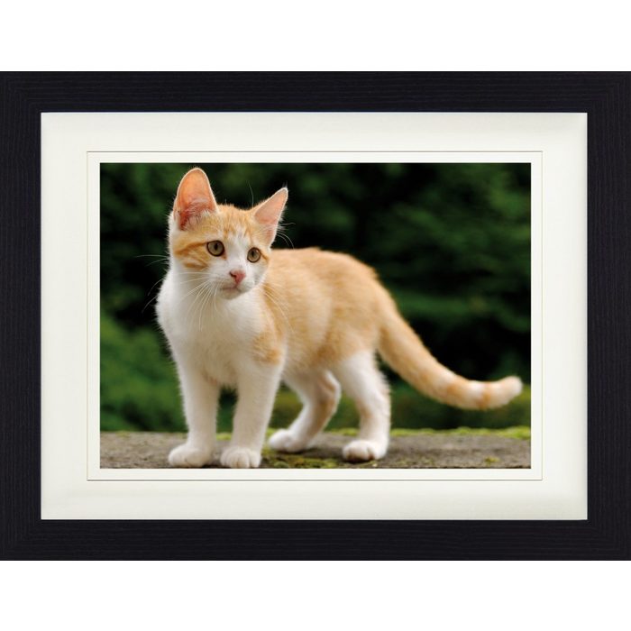 1art1 Bild mit Rahmen Katzen - Rot-Weiß Getigertes Hauskätzchen