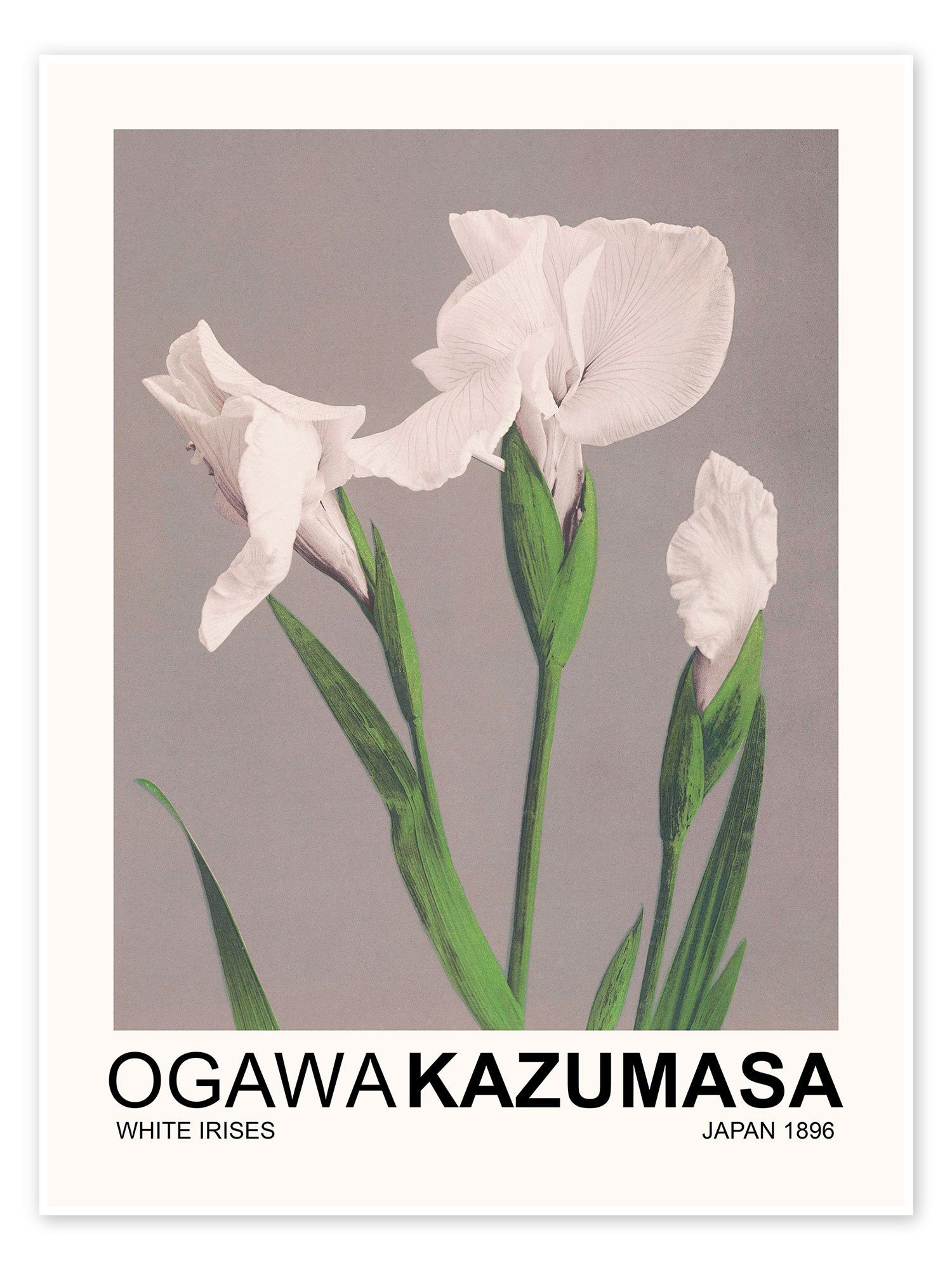 Posterlounge Poster Ogawa Kazumasa, White Irises, Schlafzimmer Japandi Malerei