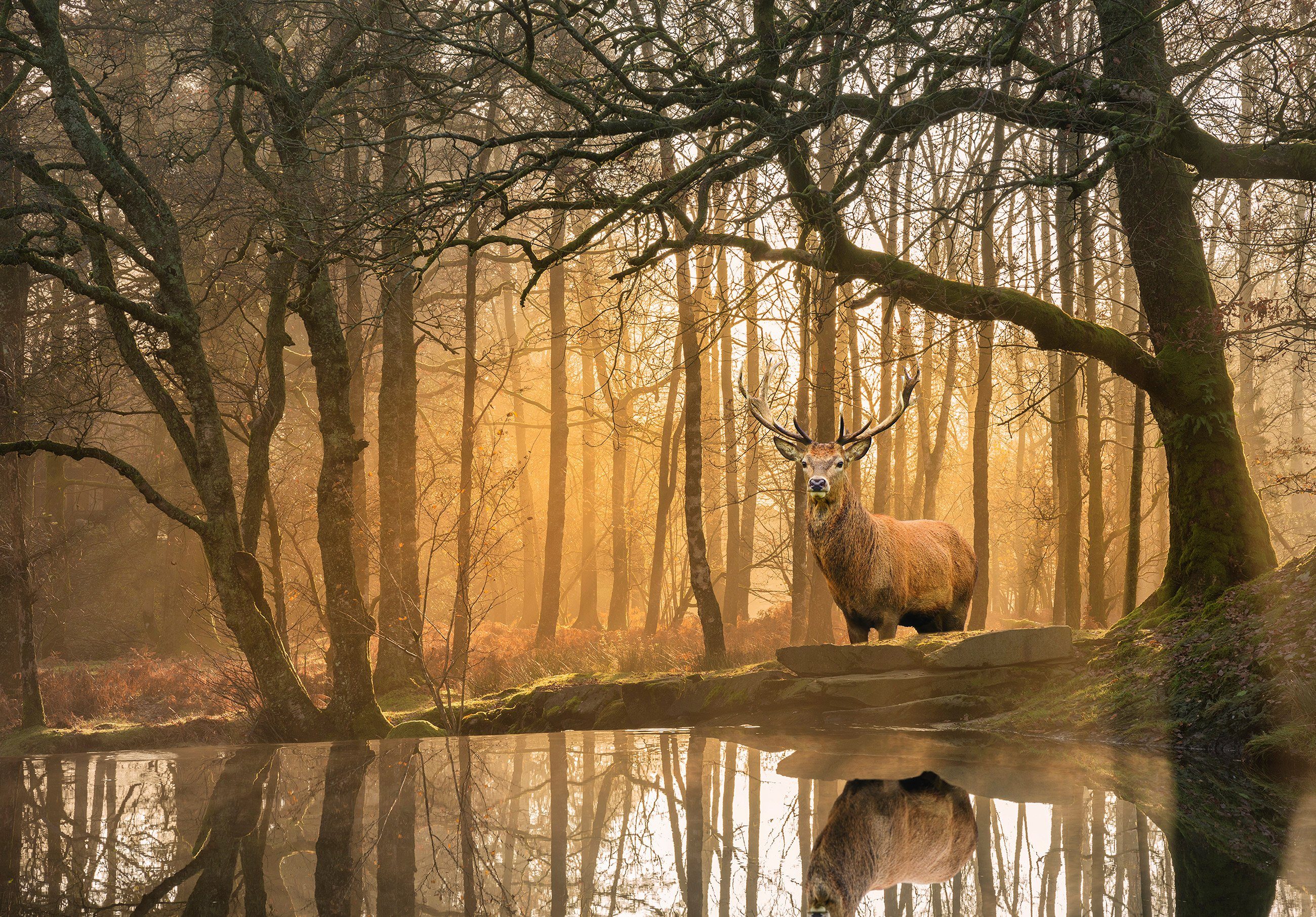 Wallarena Hirsch Wandtapete, Tapete Wald Kleister Vlies Sonne Vliestapete Glatt, Tiere, Natur, Schlafzimmer Fototapete Wohnzimmer inklusive