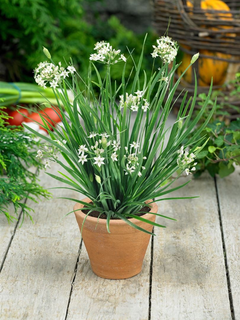 Pflanzen für Dich Staude Allium tuberosum Knolau, 1 St., Schnittknoblauch, Chinesischer Schnittlauch, Knolau