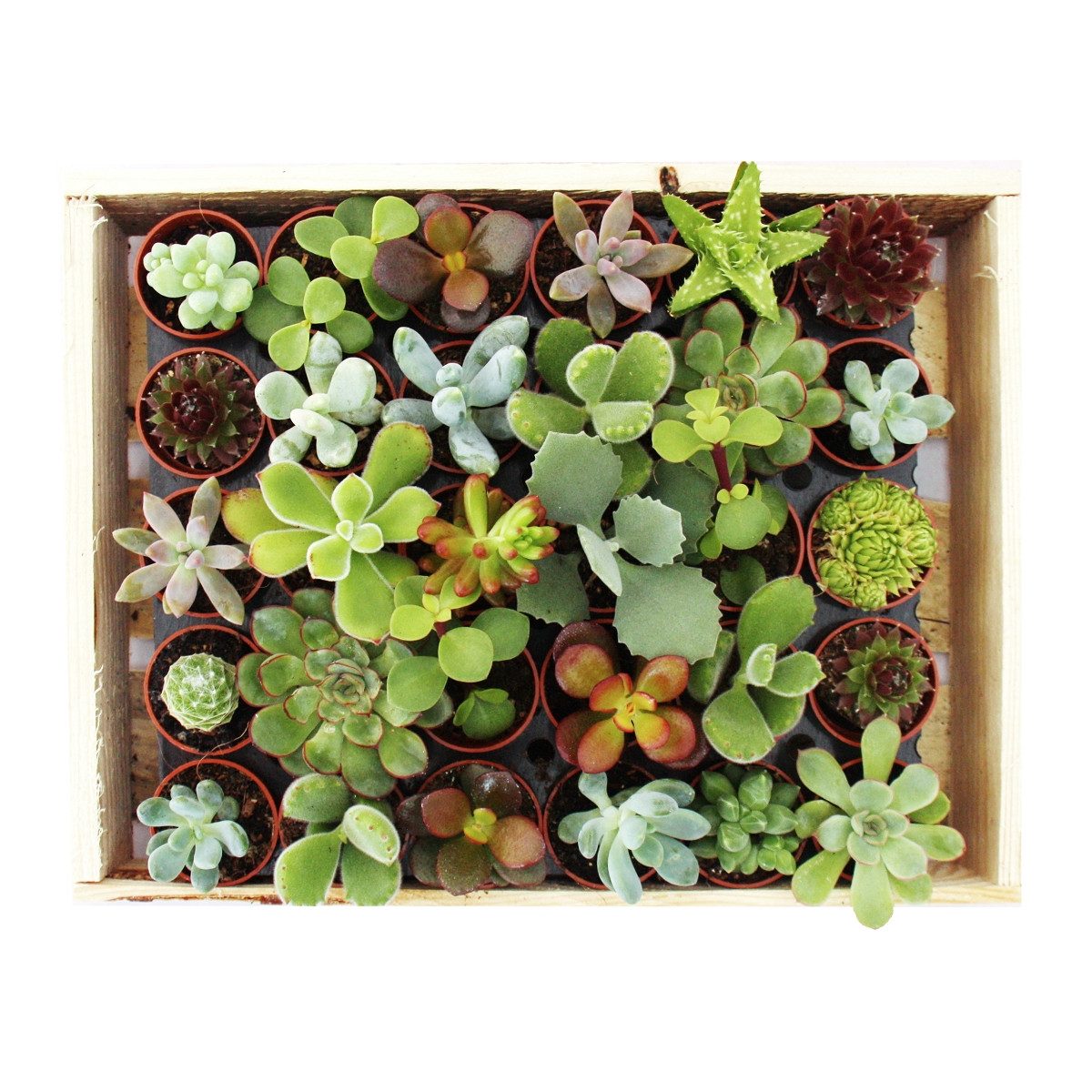 Exotenherz Kaktus Mini-Sukkulenten 3,5cm Topf - Holzkiste mit 30 Pflanzen – Bild 3 von 3