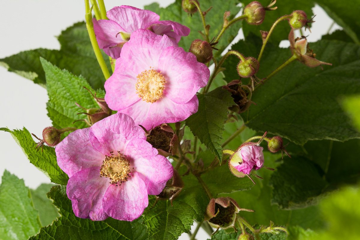 Garten von Ehren Obstpflanze Rubus odoratus, Containerware, 40-60 cm