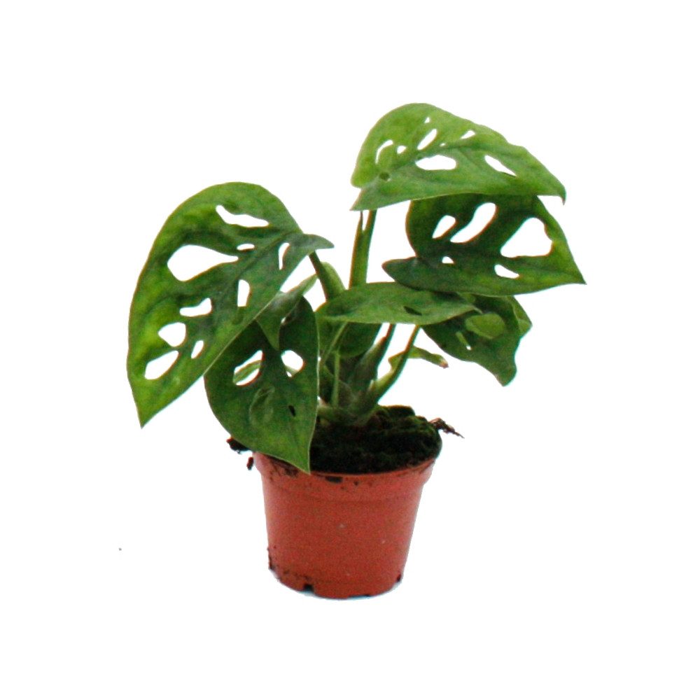 Exotenherz Zimmerpflanze Mini-Pflanze Monstera Monkey Mask Fensterblatt im 5,5cm Topf