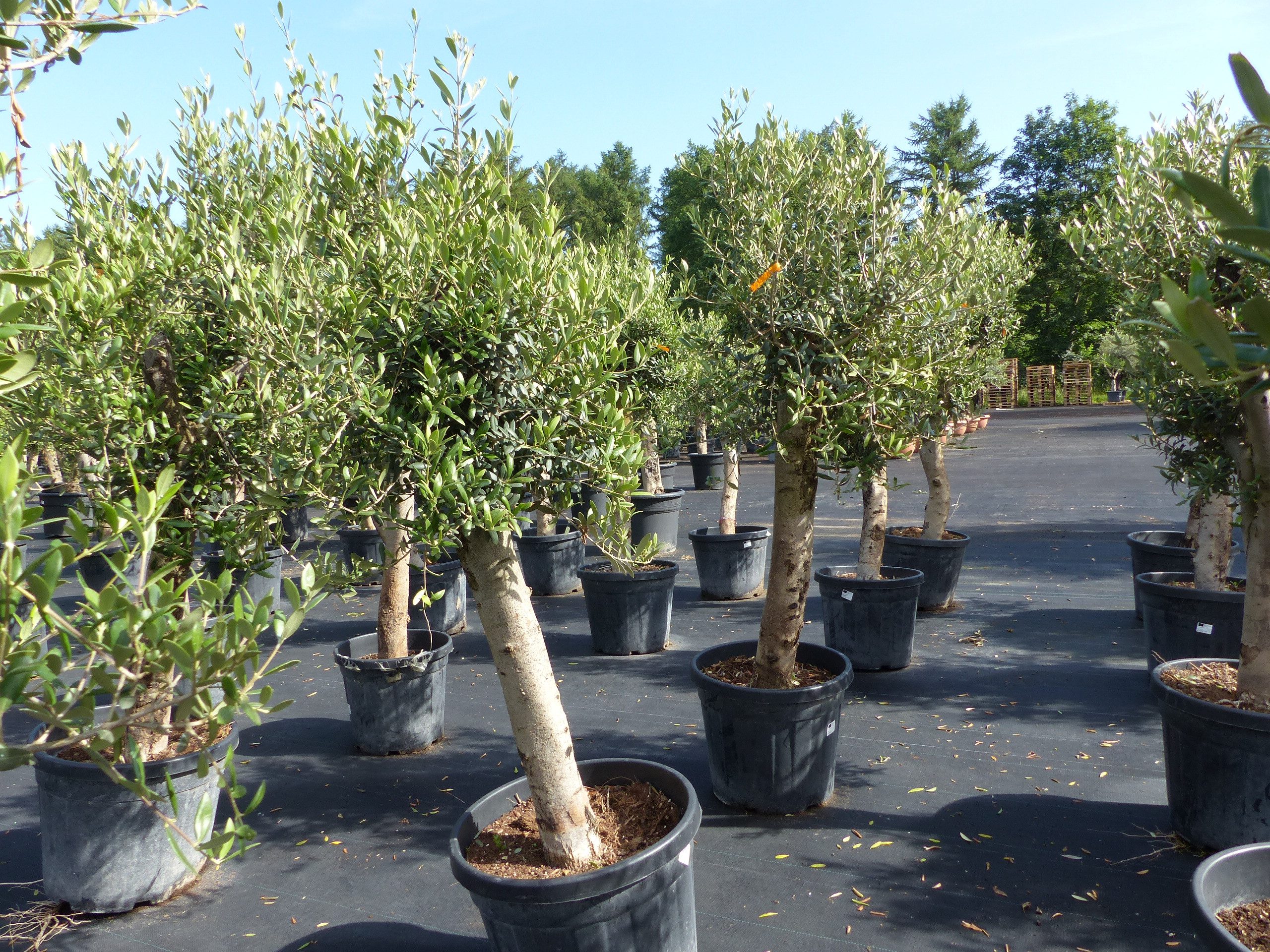 gruenwaren jakubik Olivenbaum Olivenbaum Olive "Angebot" 150 - 180 cm, winterhart, Olea Europaea – Bild 4 von 5