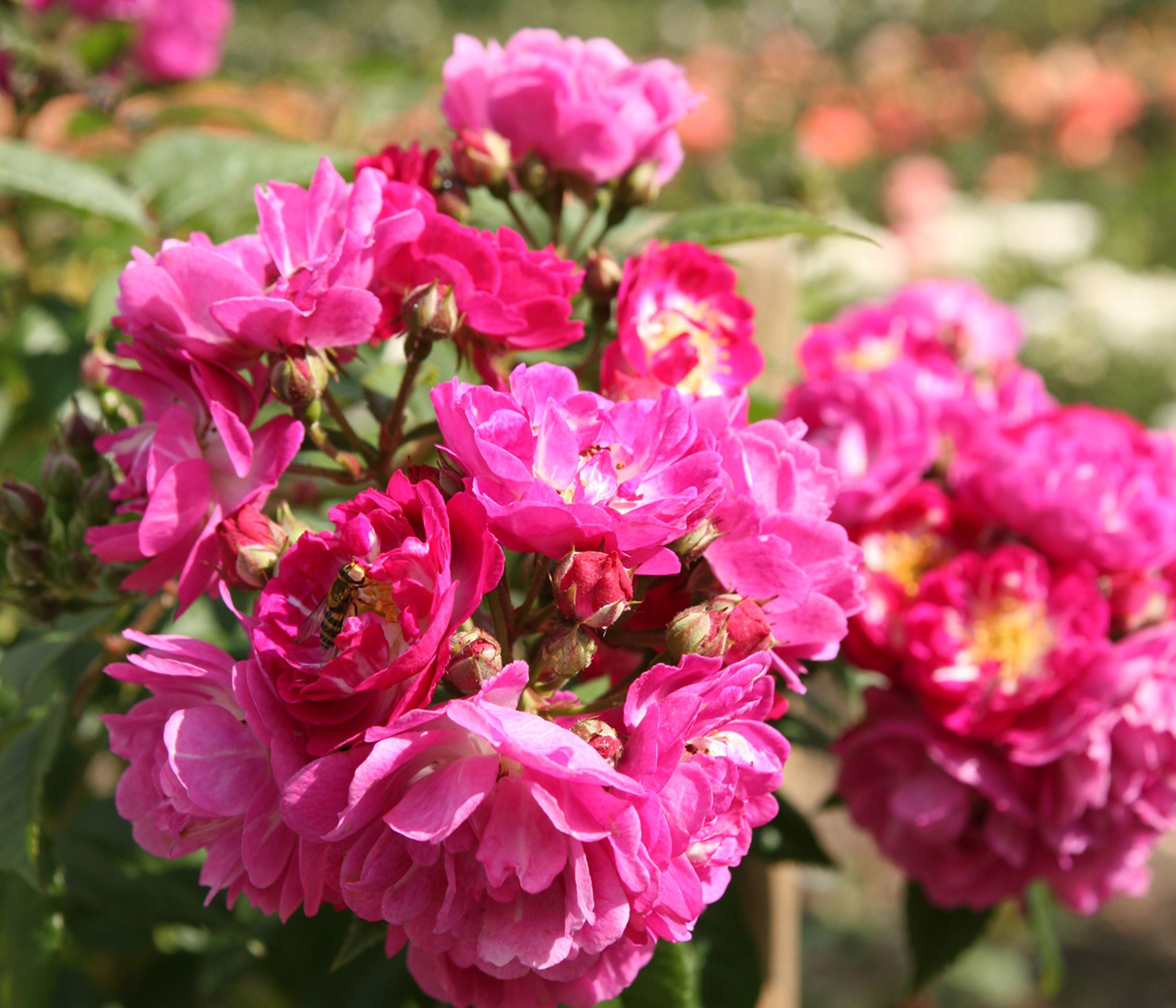 Dehner Rose Ramblerrose Perennial Blue®, lila-rosa Blüten, insektenfreundlich, großblütig und duftend, Züchter Tantau
