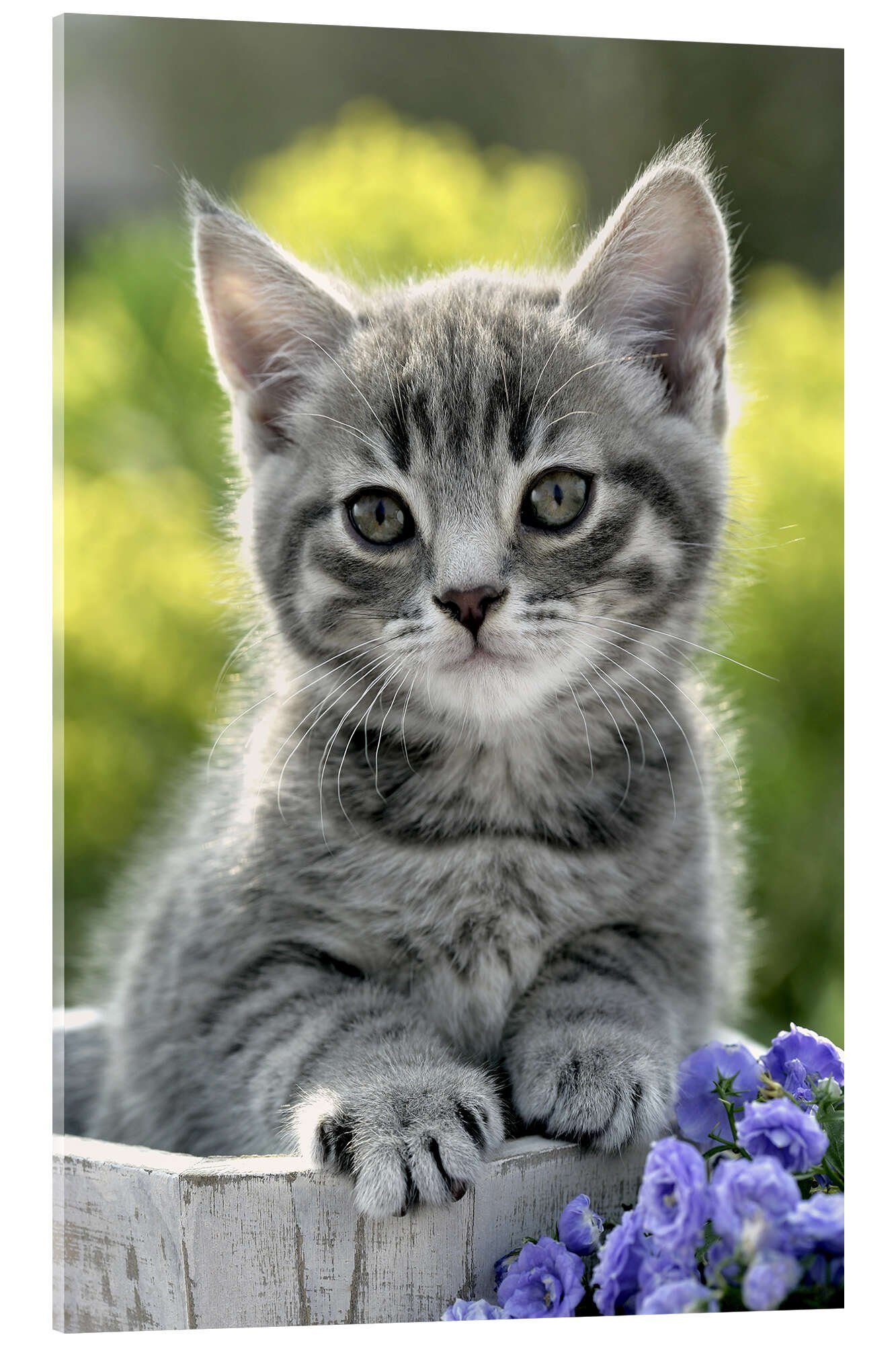 Posterlounge Wandbild Katzeneimer, Greg Cuddiford, erhältlich als Poster, Leinwandbild, Wandsticker oder Acrylglasbild