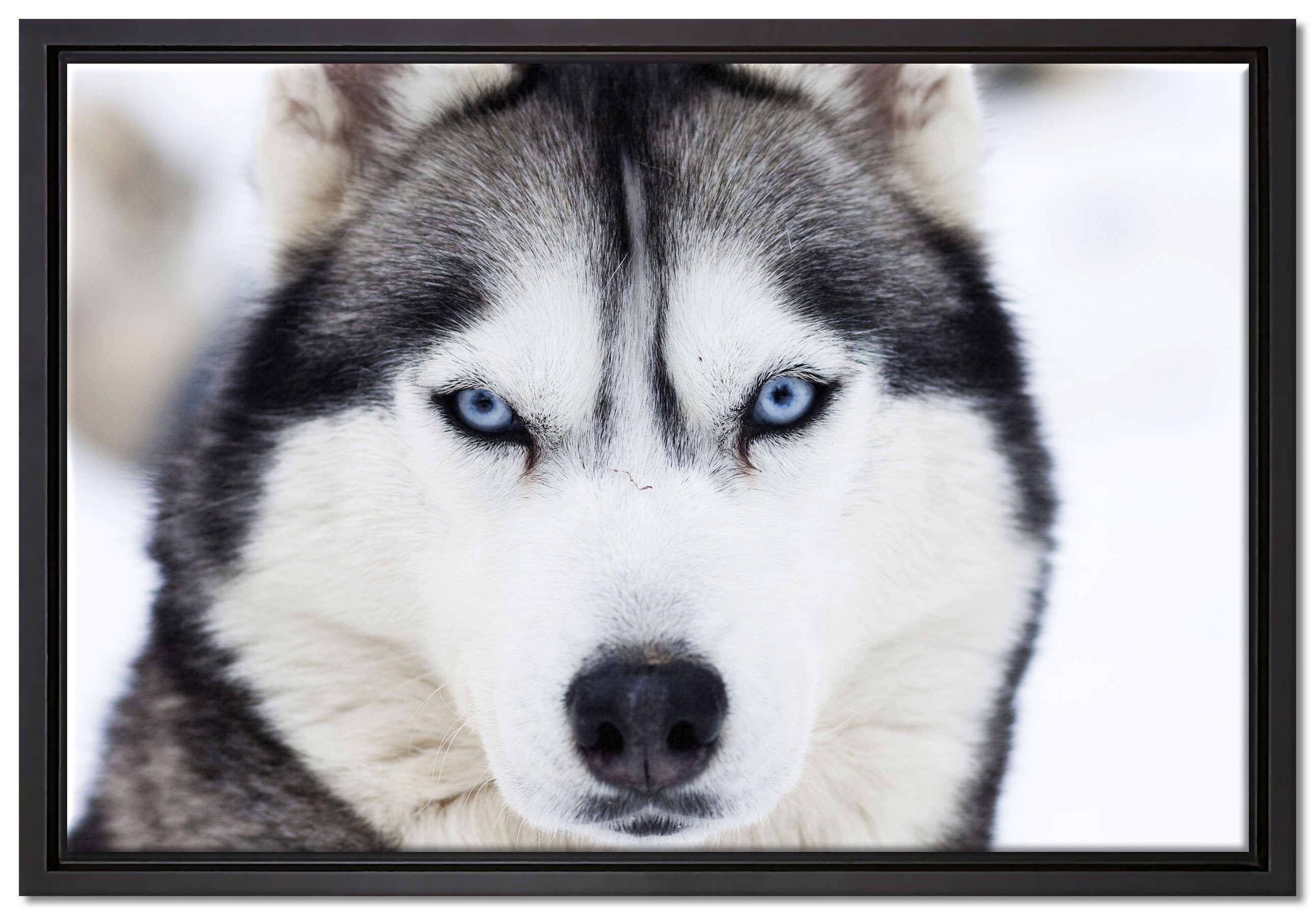 Zackenaufhänger Wanddekoration Schattenfugen-Bilderrahmen Leinwandbild (1 Leinwandbild St), Pixxprint Husky, fertig einem in gefasst, inkl. bespannt,