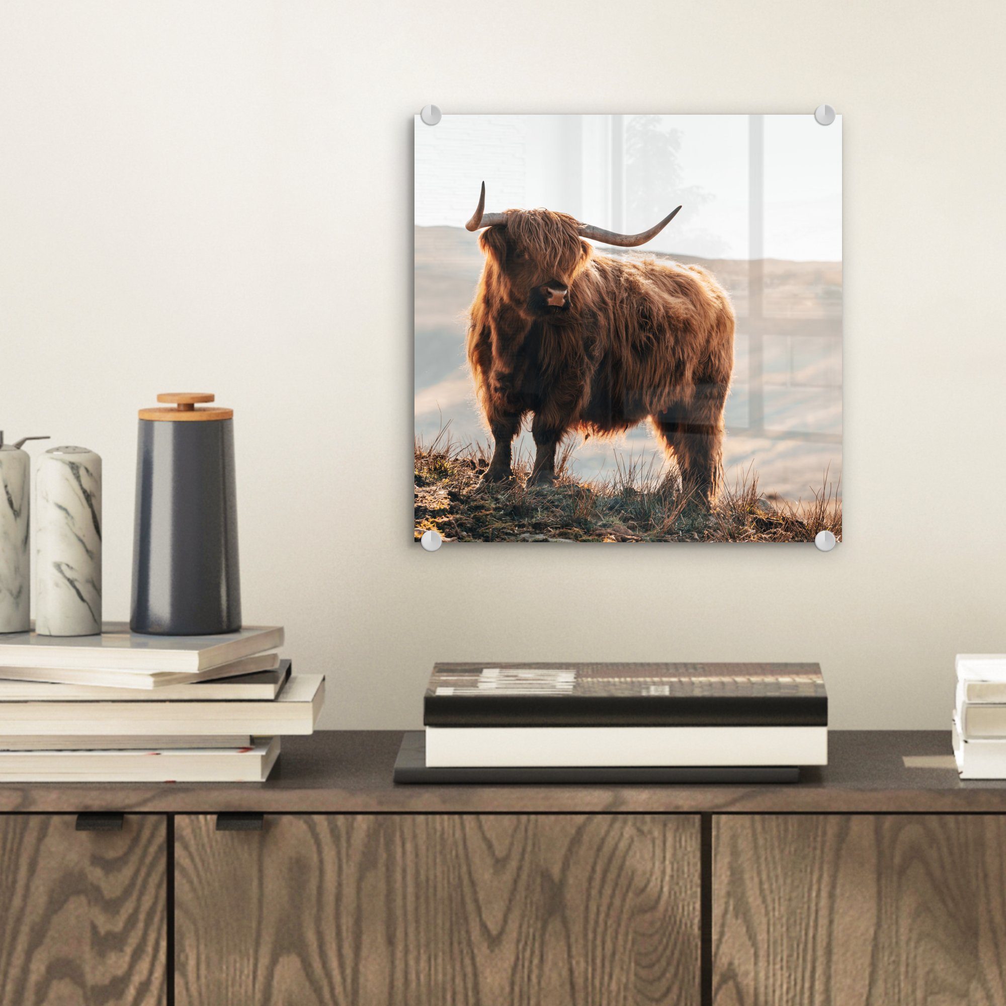 MuchoWow Acrylglasbild Schottische Highlander - Tiere günstig online kaufen