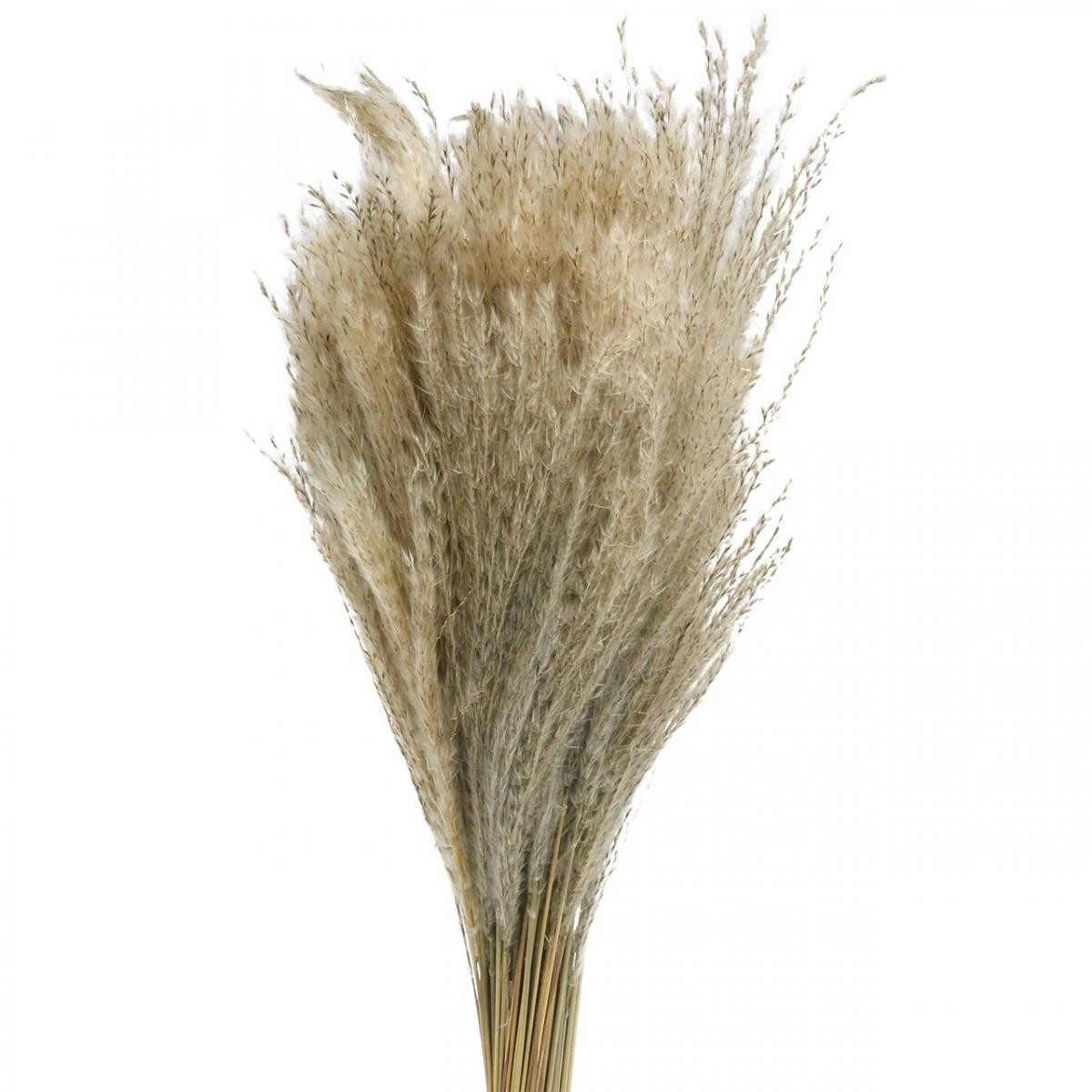 Trockenblume Trockengras Miscanthus 75cm Natur Pampasgras Deko 100 Stk, Viana