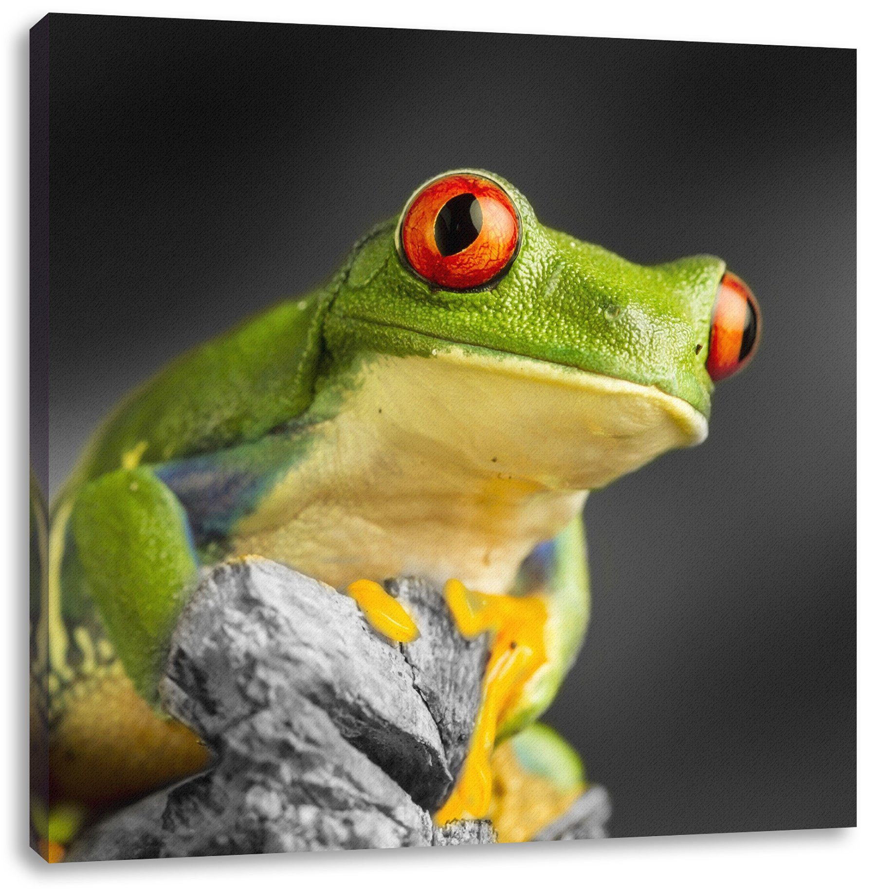 Pixxprint Leinwandbild Leinwandbild Rotaugen Rotaugen bespannt, (1 fertig inkl. St), Frosch, schöner Zackenaufhänger schöner Frosch