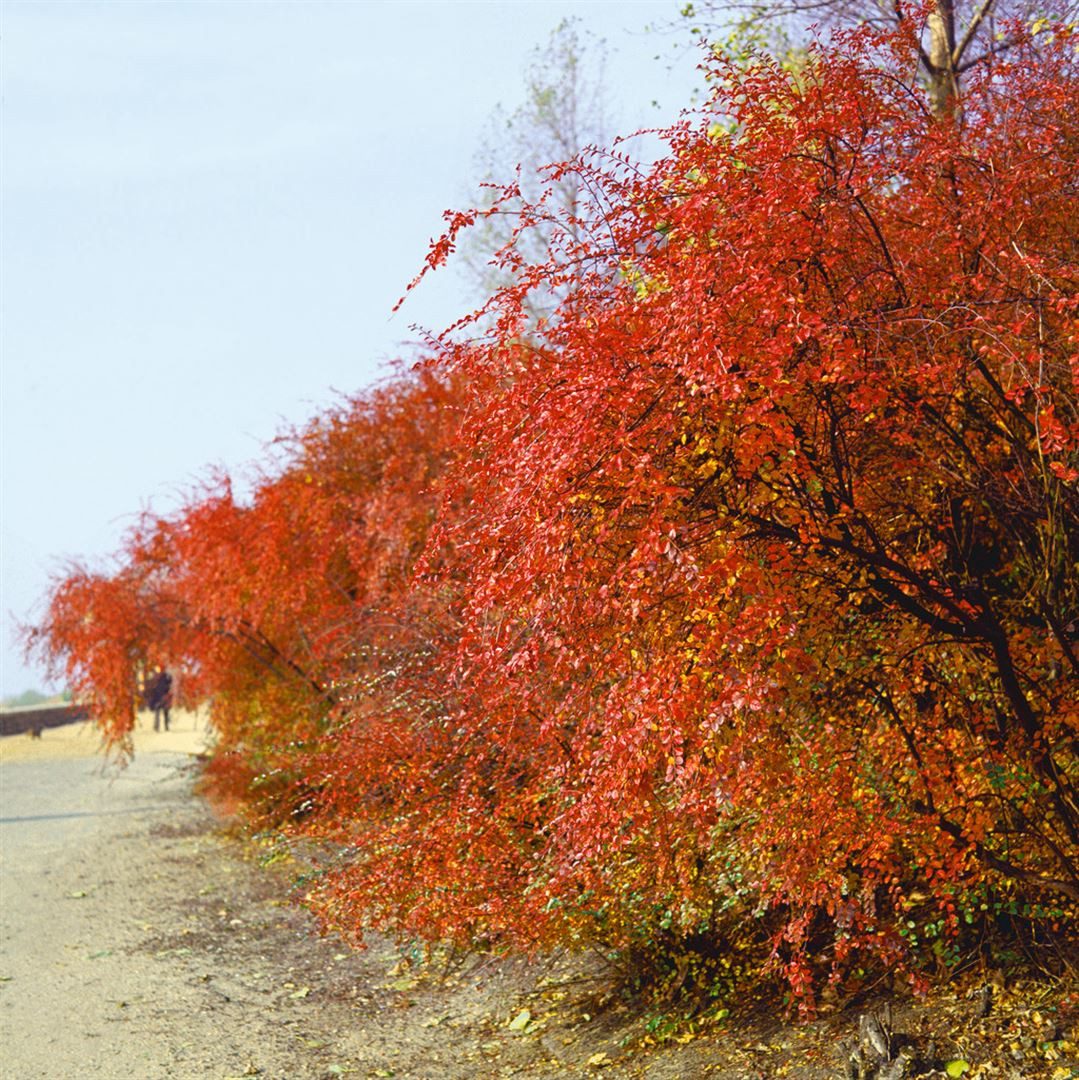 Pflanzen für Dich Gehölze Cotoneaster acutifolius, 1 St., Zwergmispel, Scharfblättrige Zwergmispel