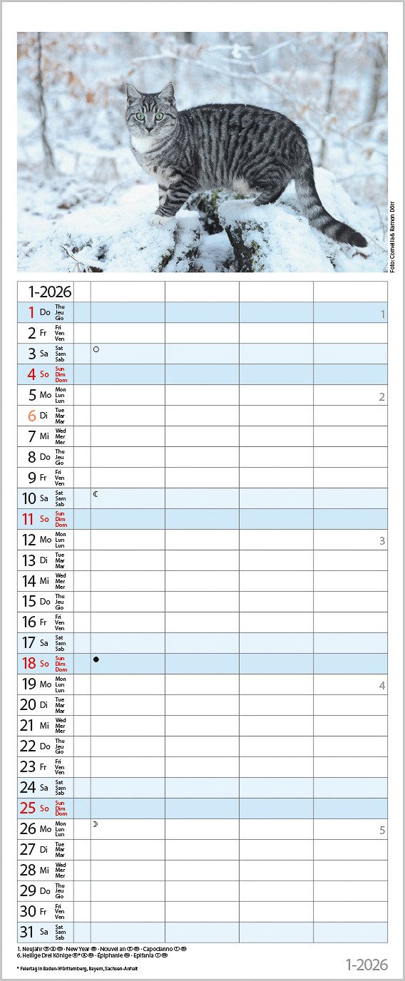 Thumbnail - Korsch Verlag Familienkalender Korsch Kalender Auf Samtpfoten durch's Jahr 2026