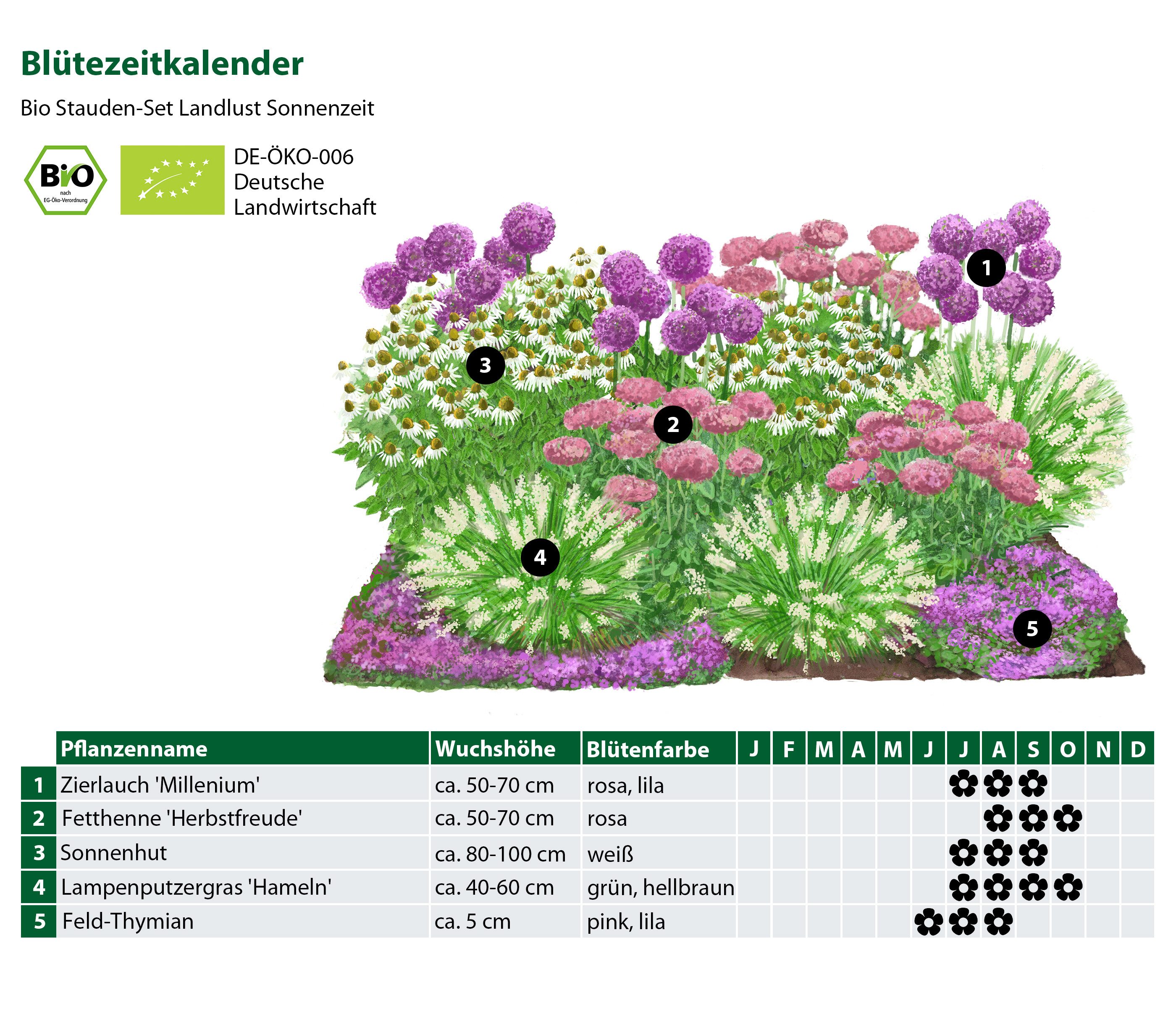 Dehner Staude Bio Stauden-Set Sonnenzeit, je 5-20 cm, Ø Topf je 9 cm, exklusive Landlust Kollektion mit 18 Pflanzen für sonnige Standorte