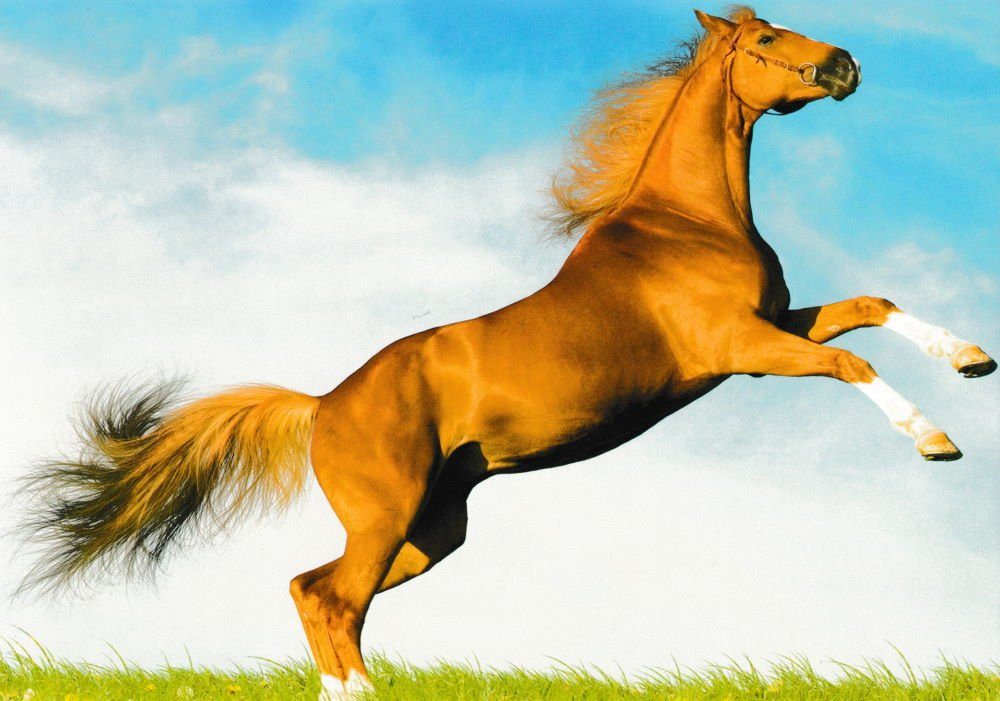 Postkarte nbuch "Pferde * * Horses Chevaux" 24 mit Pferde-Motiven edlen