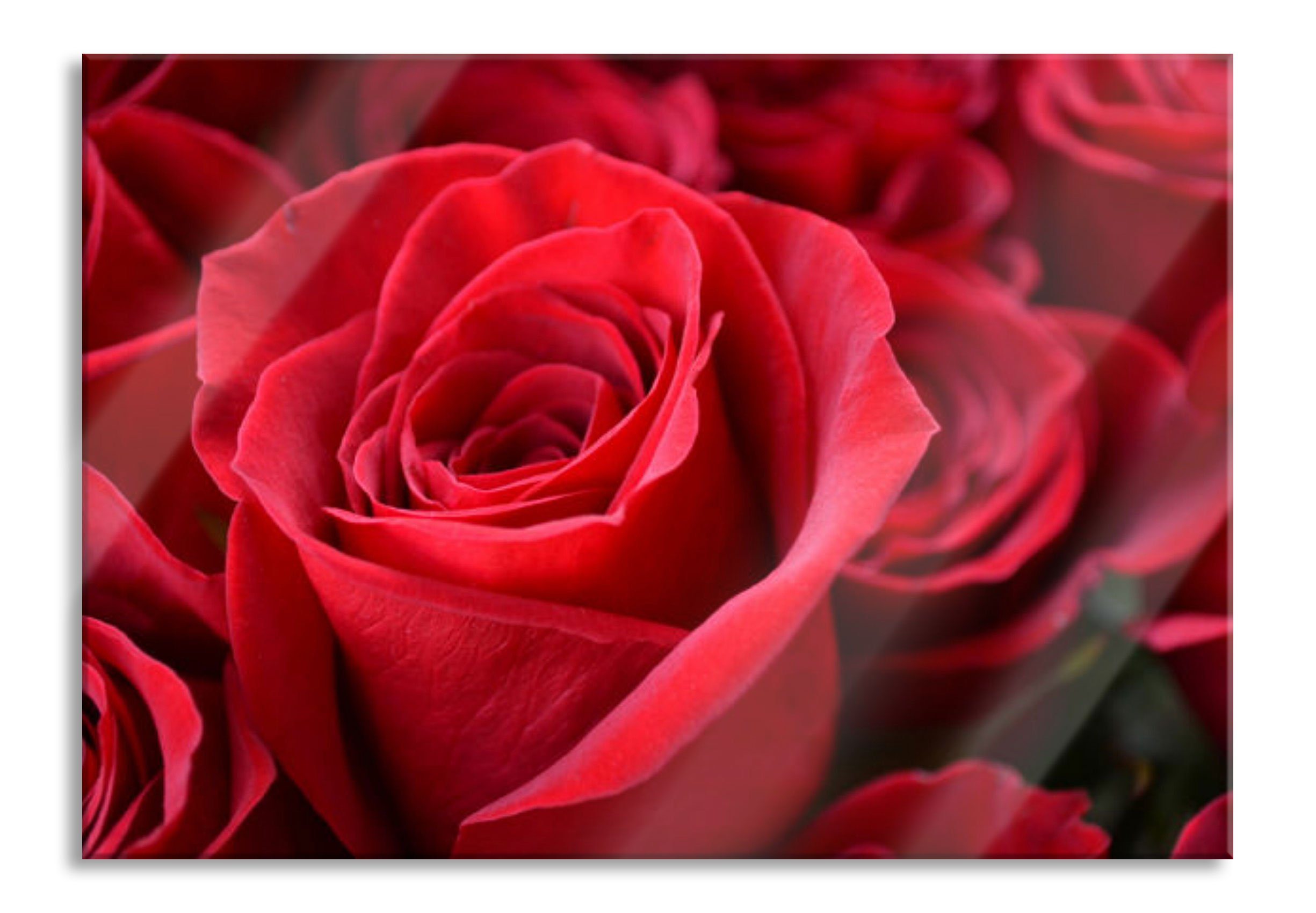 Glasbild Romantische Rosen