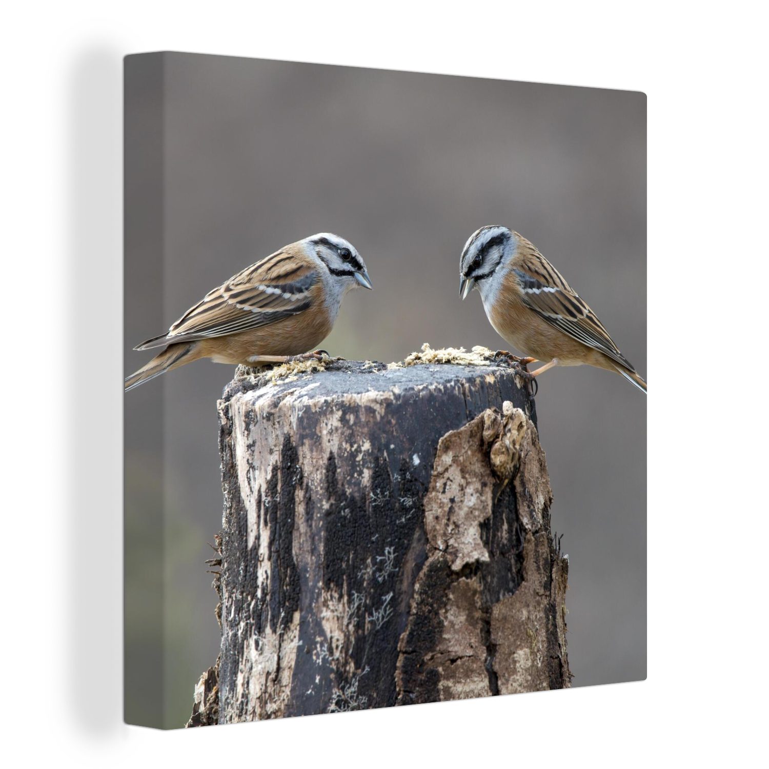 OneMillionCanvasses® Leinwandbild Ein Paar des Vogels Grauammer auf einem Holzstamm, (1 St), Leinwand Bilder für Wohnzimmer Schlafzimmer