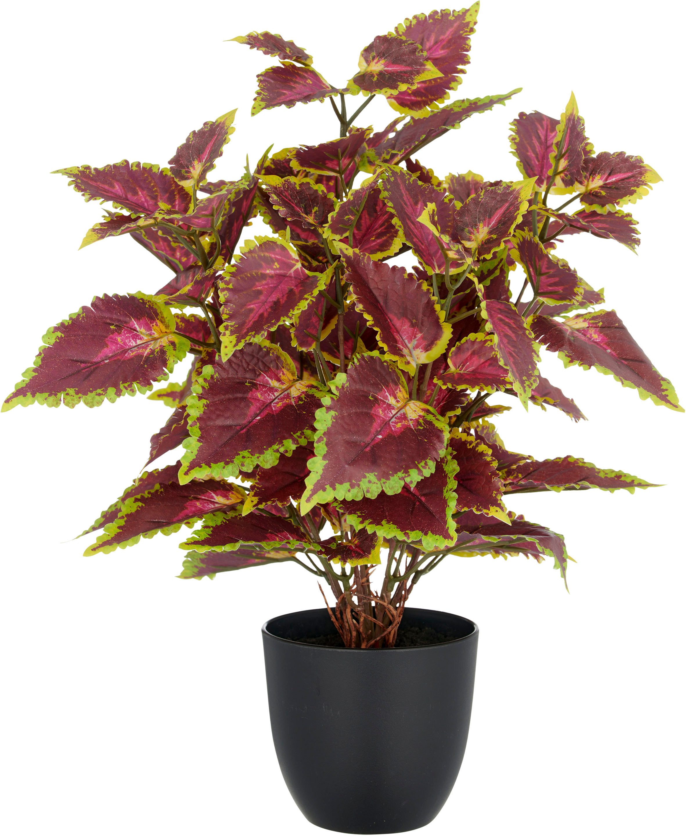 Kunstpflanze Buntnessel Coleus Kong red, Creativ green, Höhe 40 cm, mit Luf günstig online kaufen