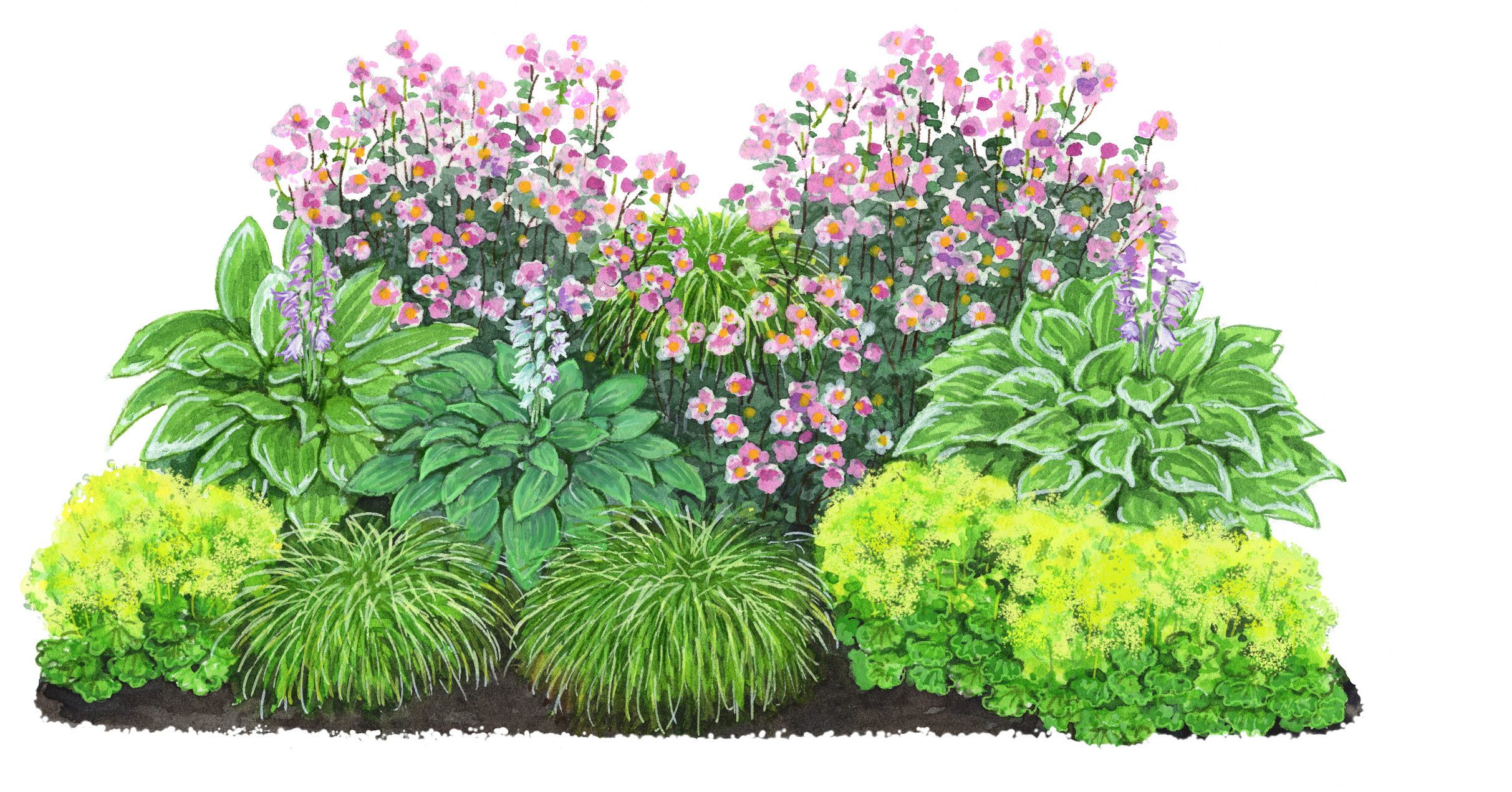 Dehner Staude Bio Stauden-Set Schattengarten, je 5-20 cm exkl. Pflanztopf, 12 mehrjährig Pflanzen für Schattengärten, insektenfreundlich