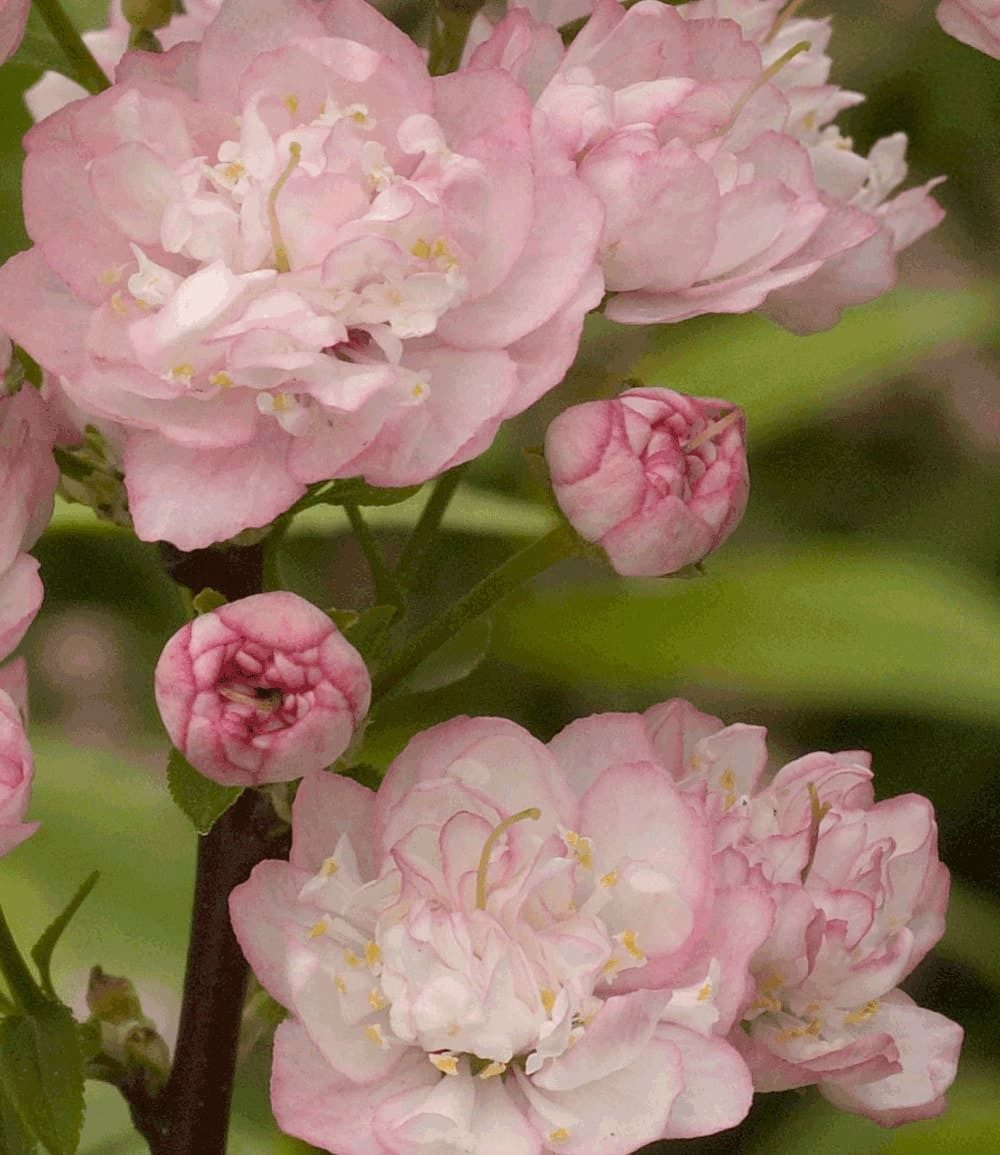 BALDUR Garten Zierstrauch Mandelbaum, 1 St., Mandelbäumchen, gefüllte Blüten,winterhart, mehrjährig