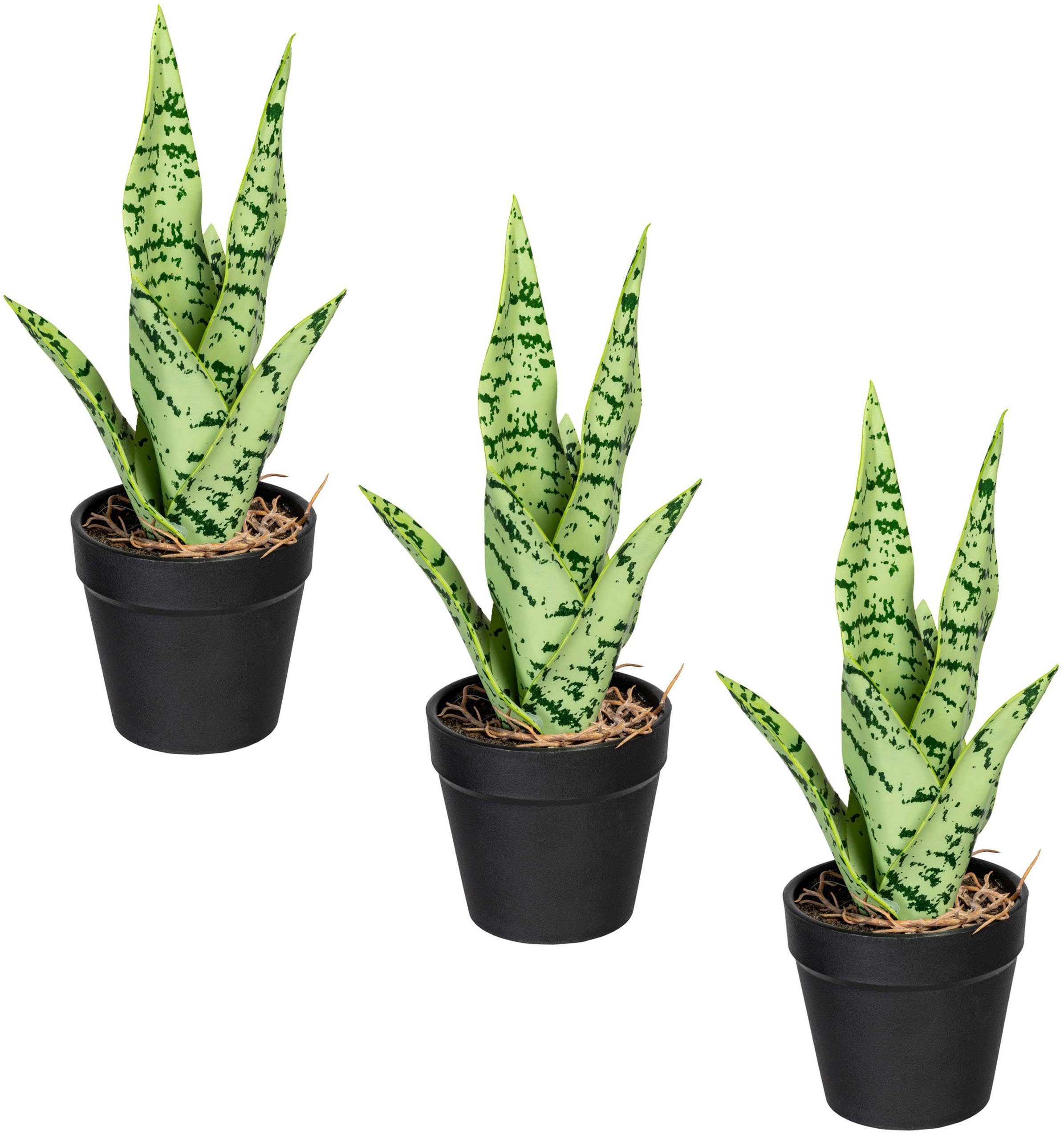 Kunstpflanze Sanseveria Sanseveria, Creativ green, Höhe 27 cm, im 3er Set günstig online kaufen