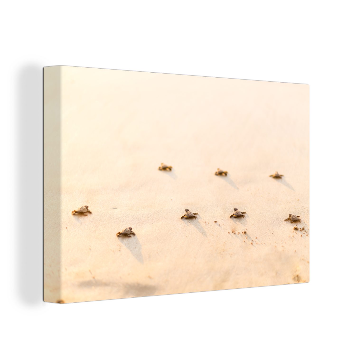 OneMillionCanvasses® Leinwandbild Baby-Schildkröten Fotodruck, (1 St), Wandbild Leinwandbilder, Aufhängefertig, Wanddeko, 30x20 cm